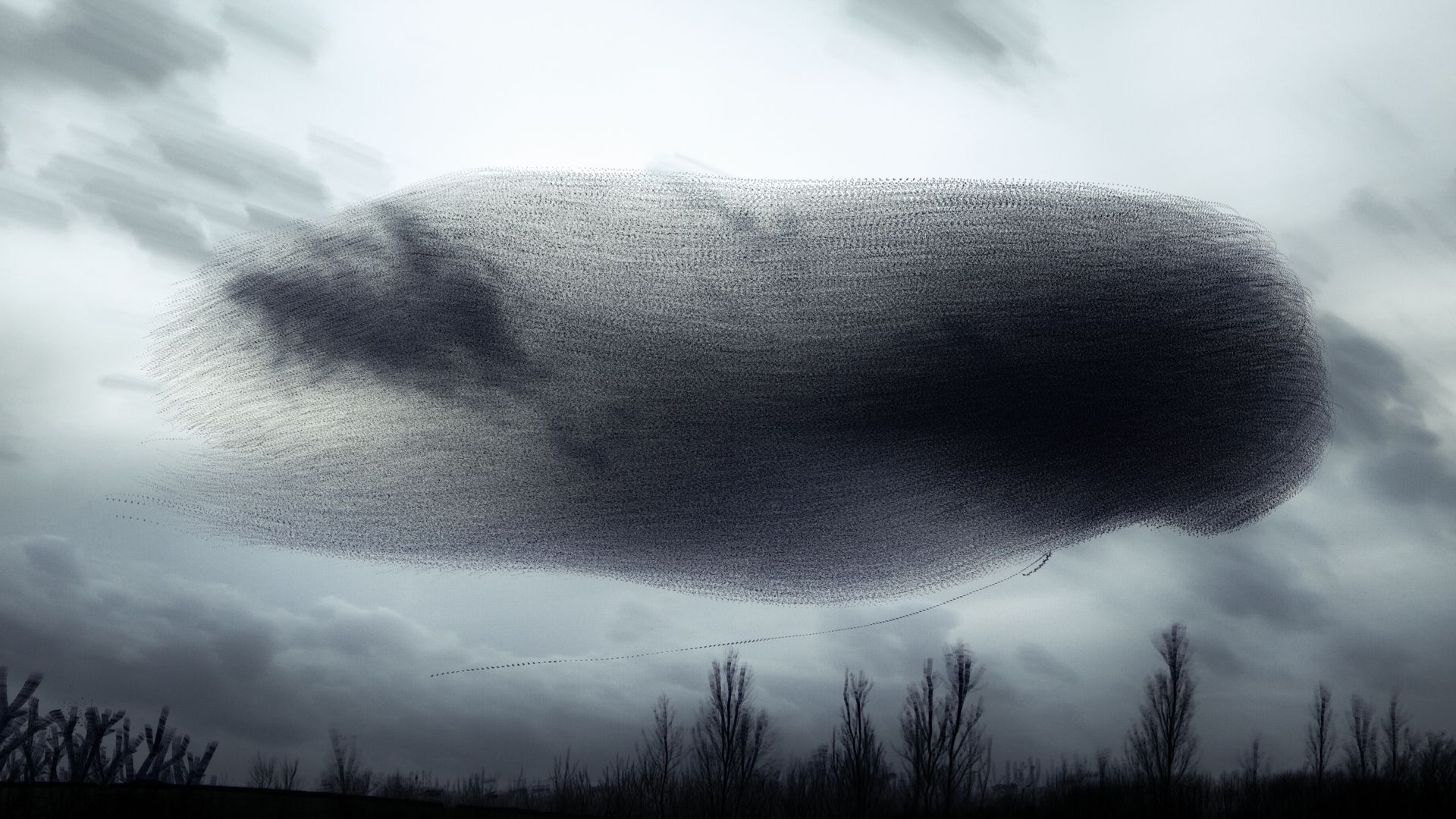 Stacked starling flock image 