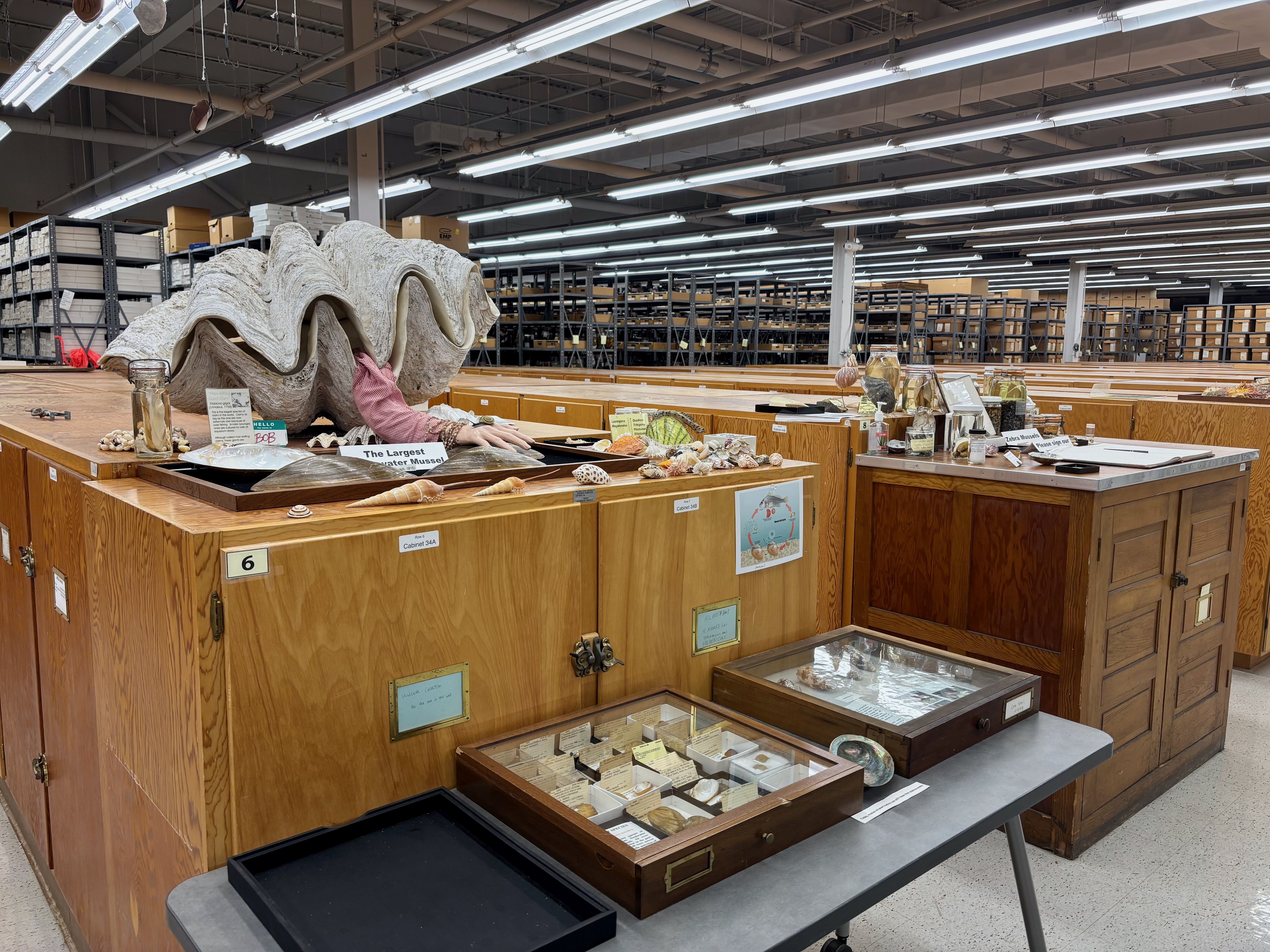 Wide view of a warehouse-like exhibit with a giant gray, wavy shell sculpture atop wooden display cabinets, seashells, jars, and glass cases; a sign reads "The Largest Water Mussel" as shelves recede in the background.