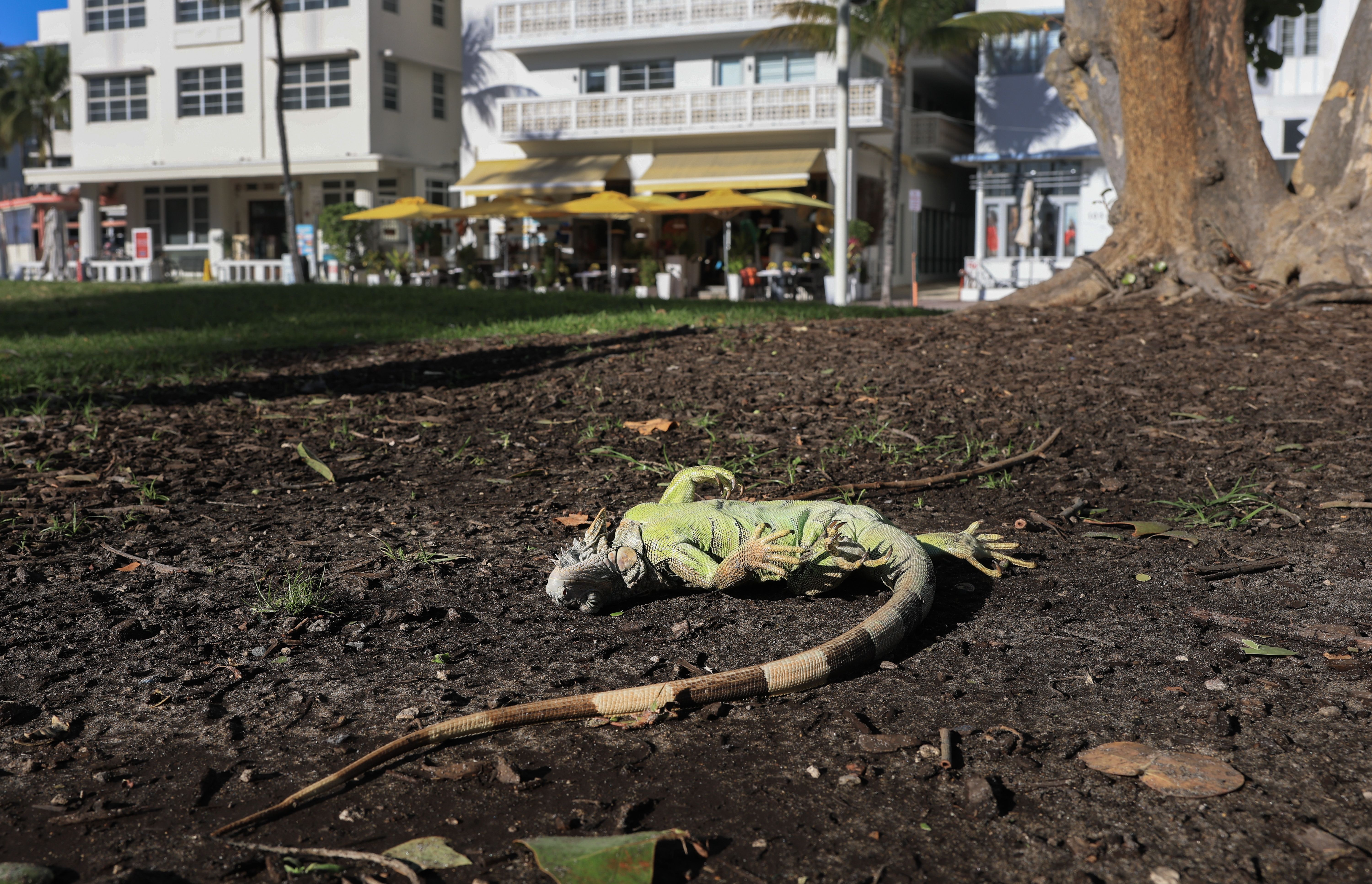 A cold-stunned iguana in Miami Beach on Sunday.