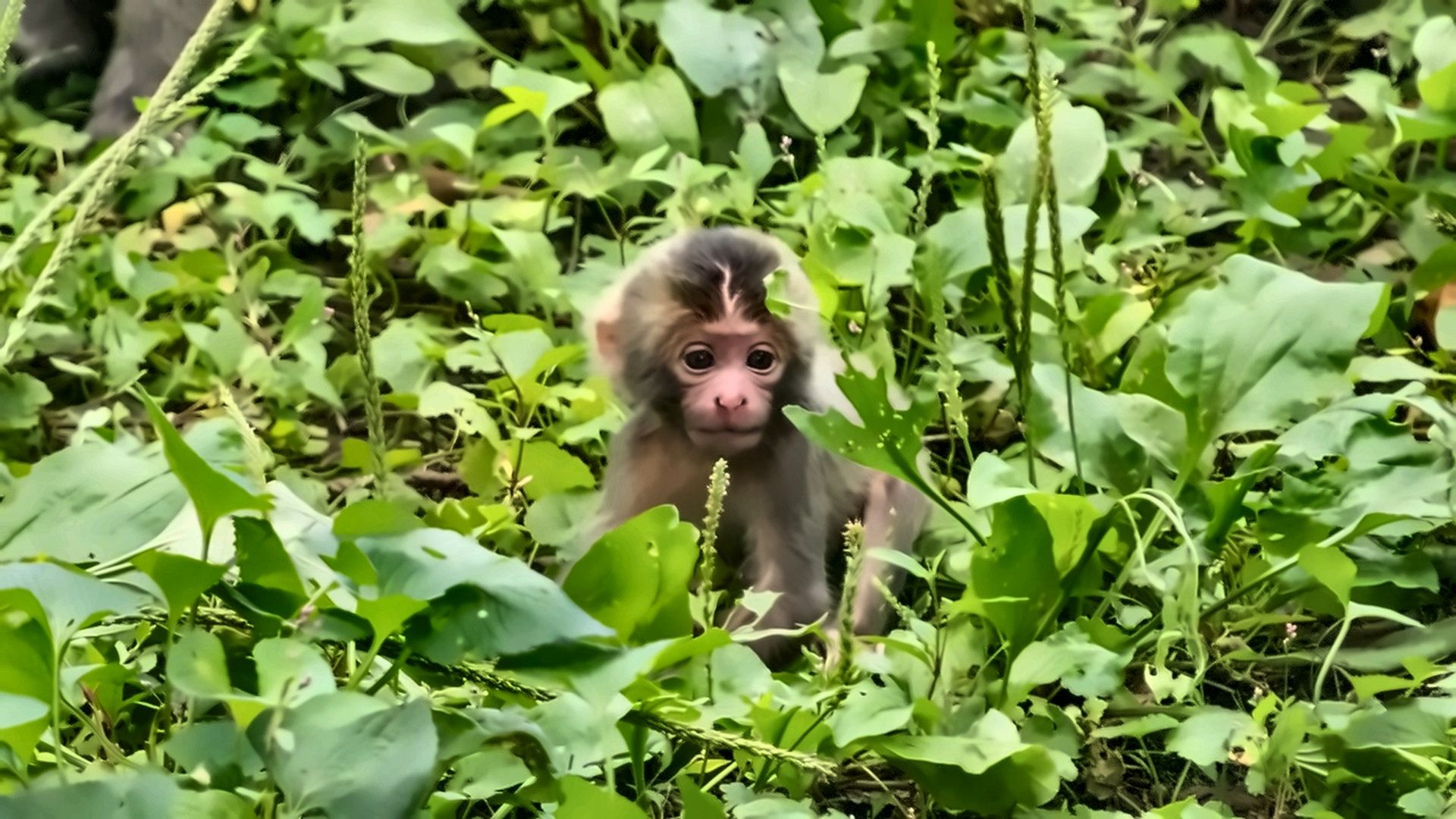 A photo of a monkey.
