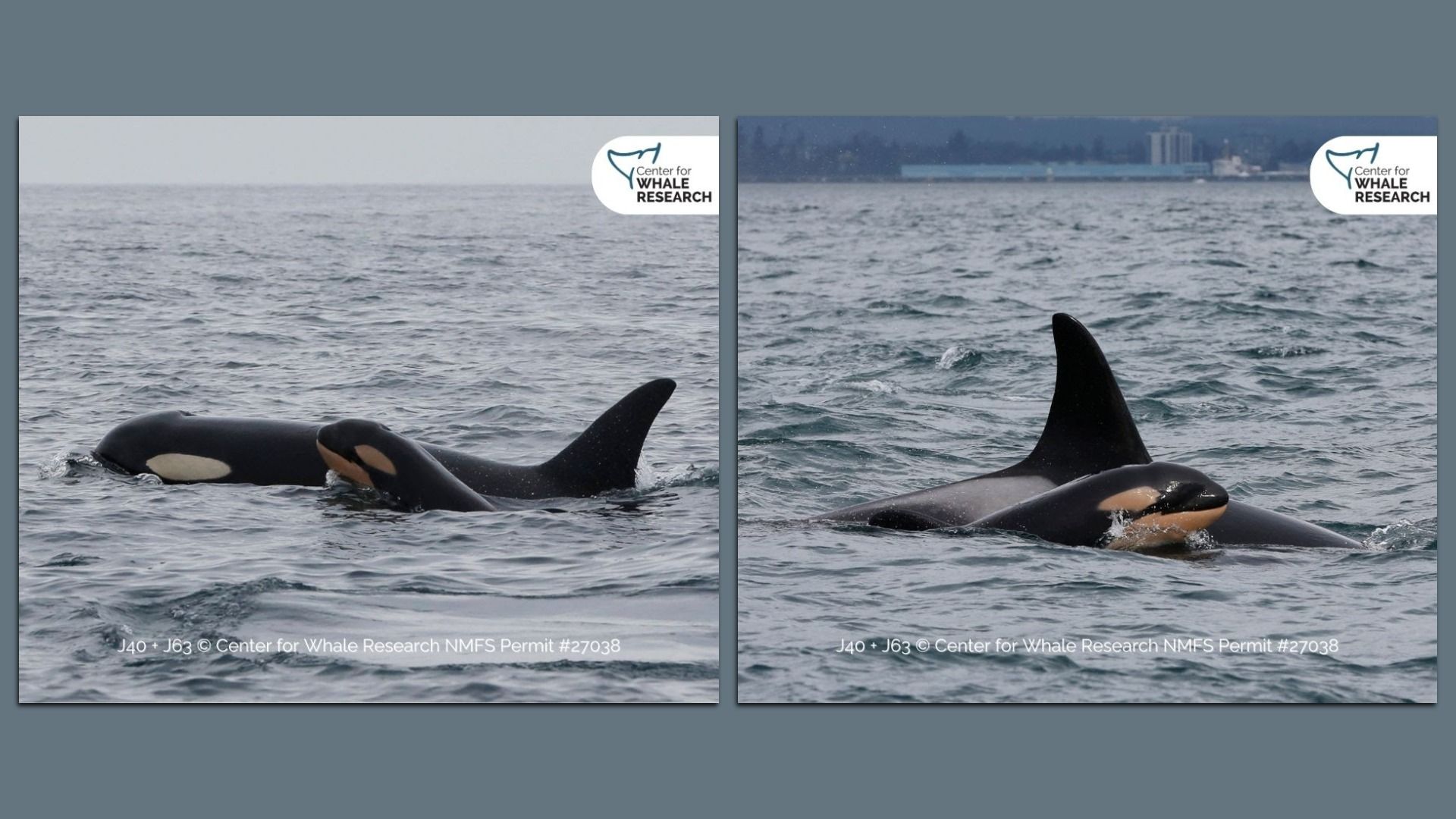 A brand new southern resident killer whale swims alongside its mother near Seattle. 
