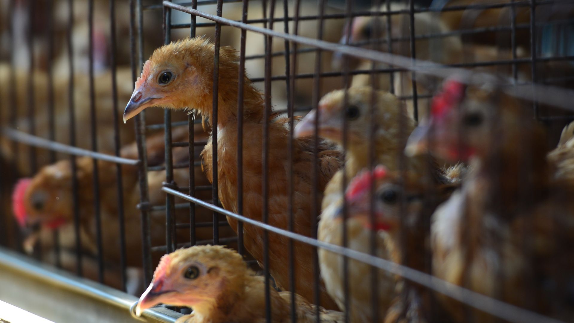 Chickens are seen inside an indoor farm In lvzhai Town. China's National Health Commission has reported