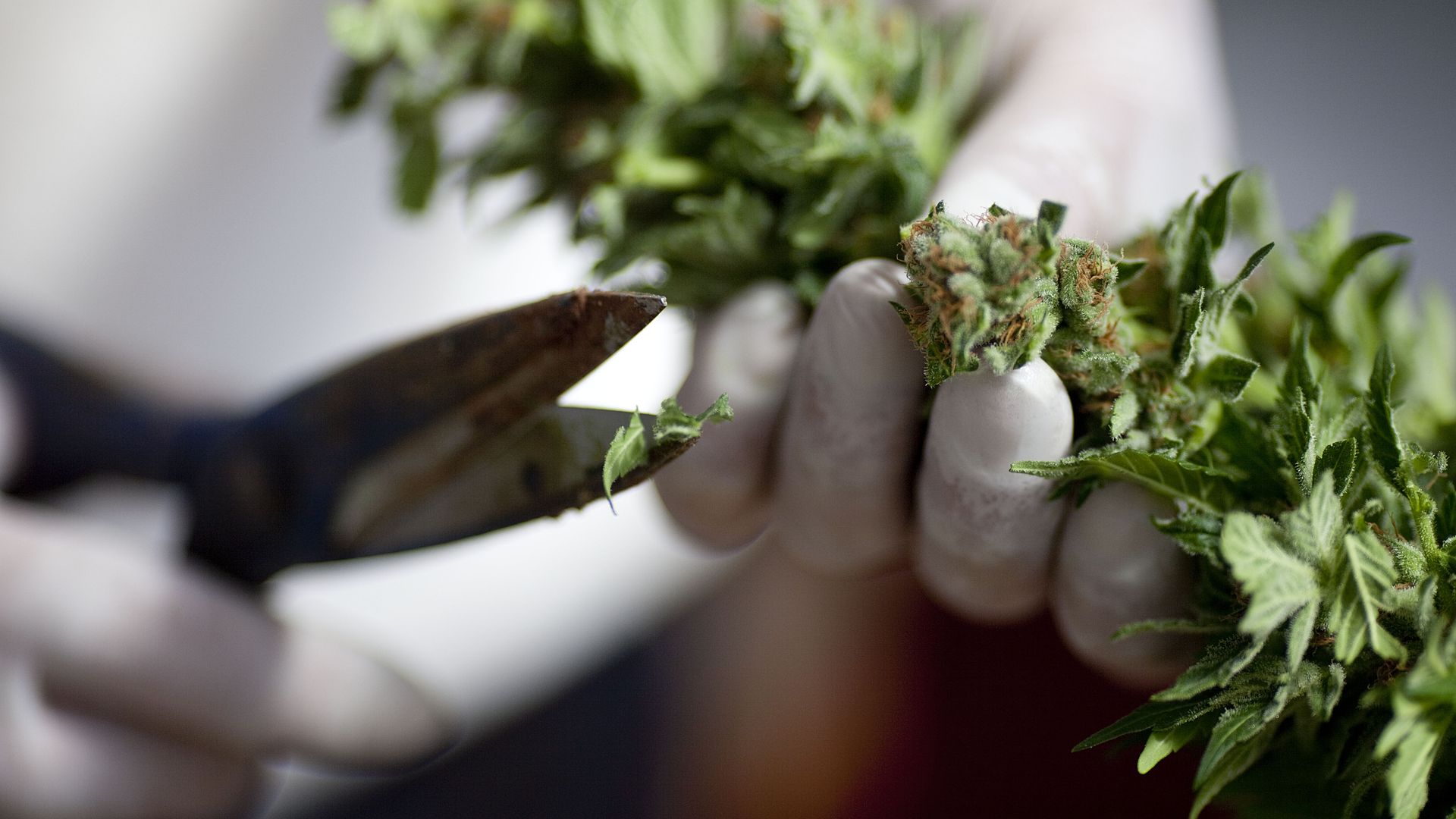 Close-up of gloved hands trimming a cannabis bud with scissors; frosty green leaves and orange pistils, foreground in sharp focus while background is blurred.