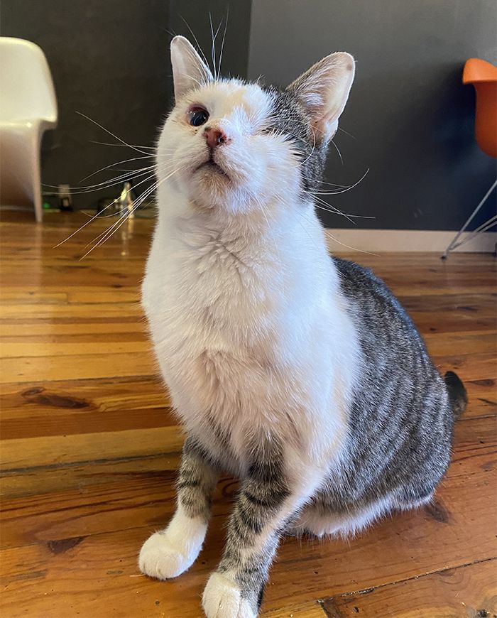 mac tabby cat cafe noda