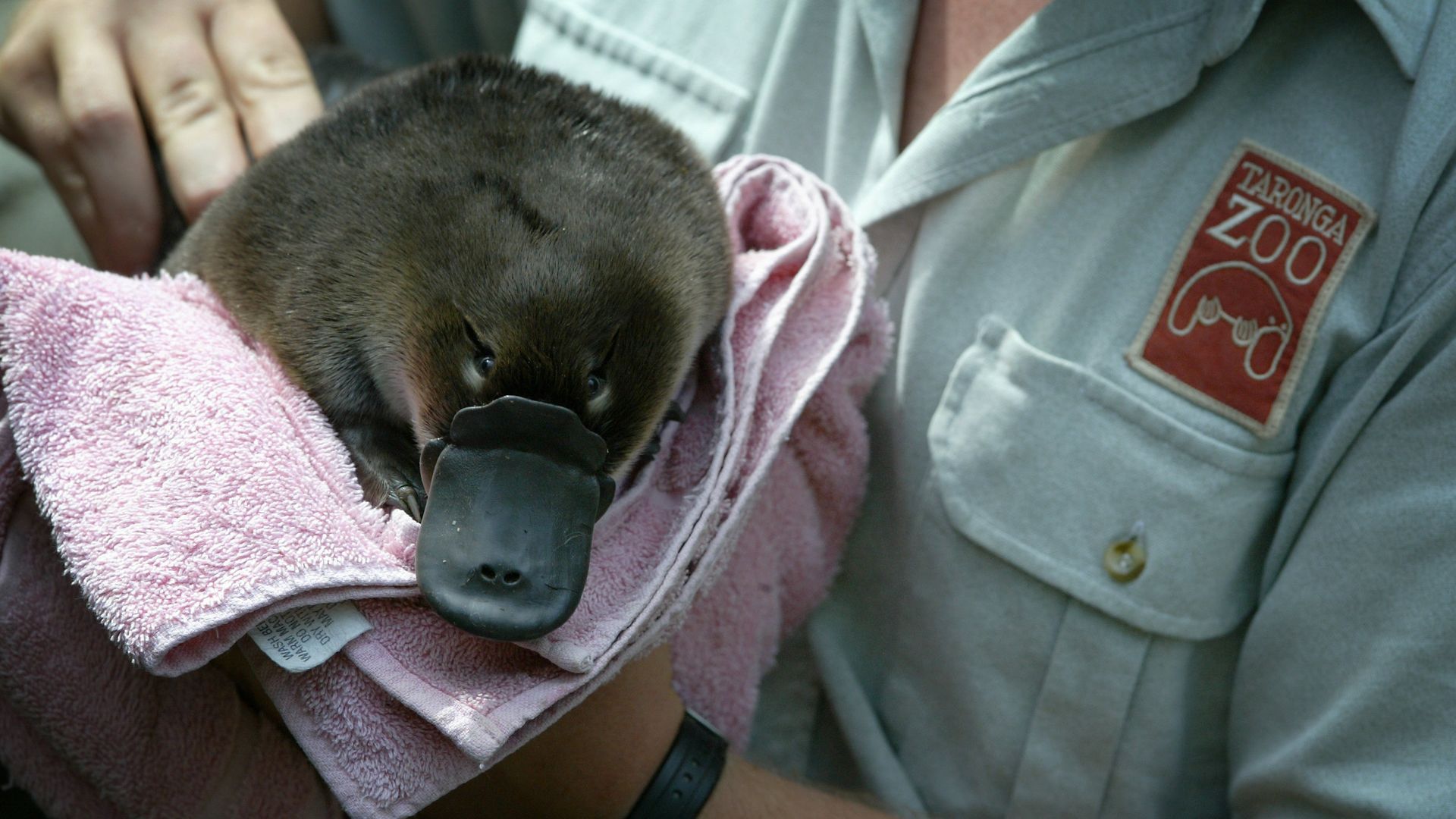 A keeper at Taronga Zoo holds a baby platypus