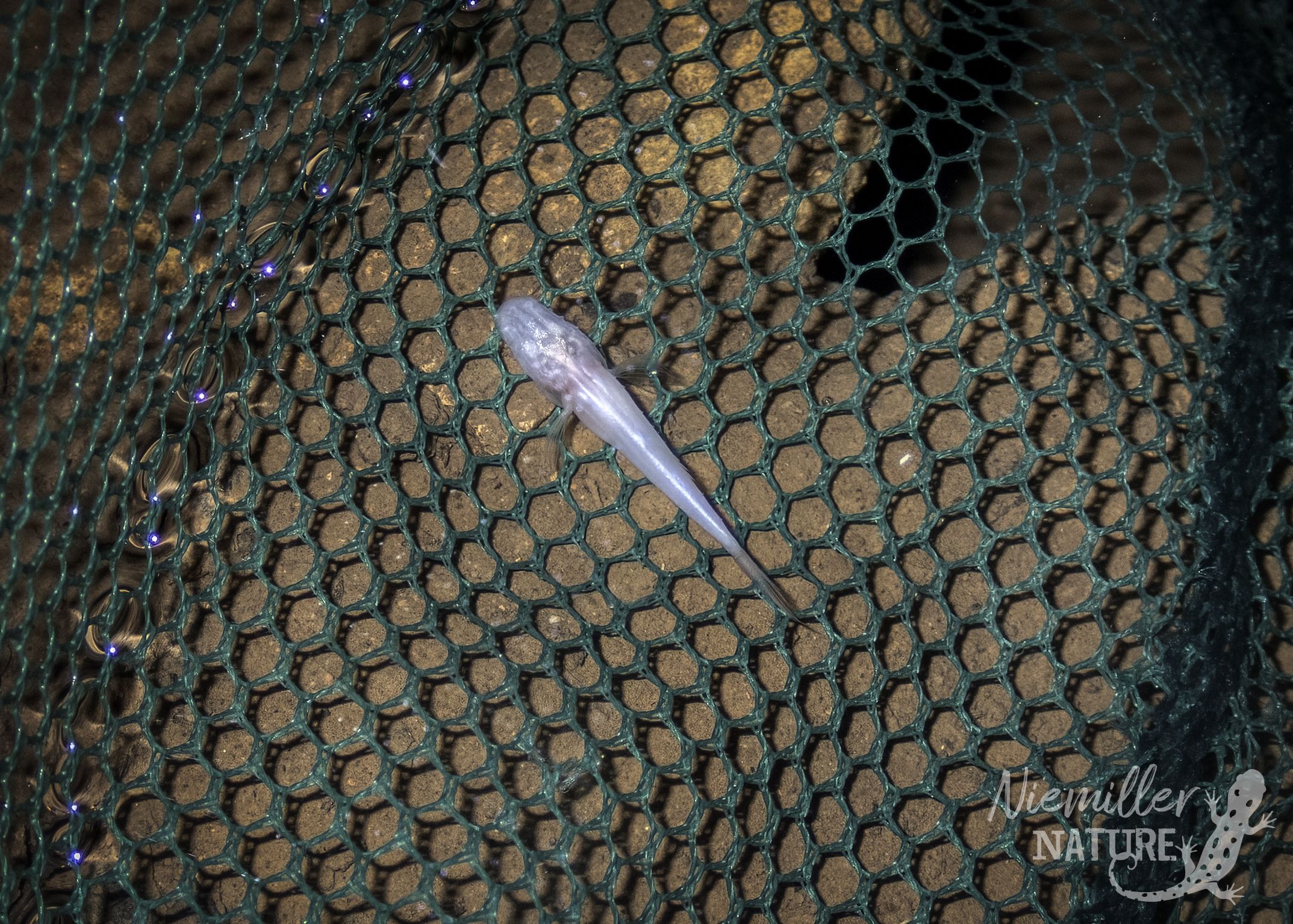 Close-up of green hexagonal plastic mesh laid over brown soil, with a translucent tube crossing it and small blue LEDs along the net; watermark reads NATURE in the bottom right.