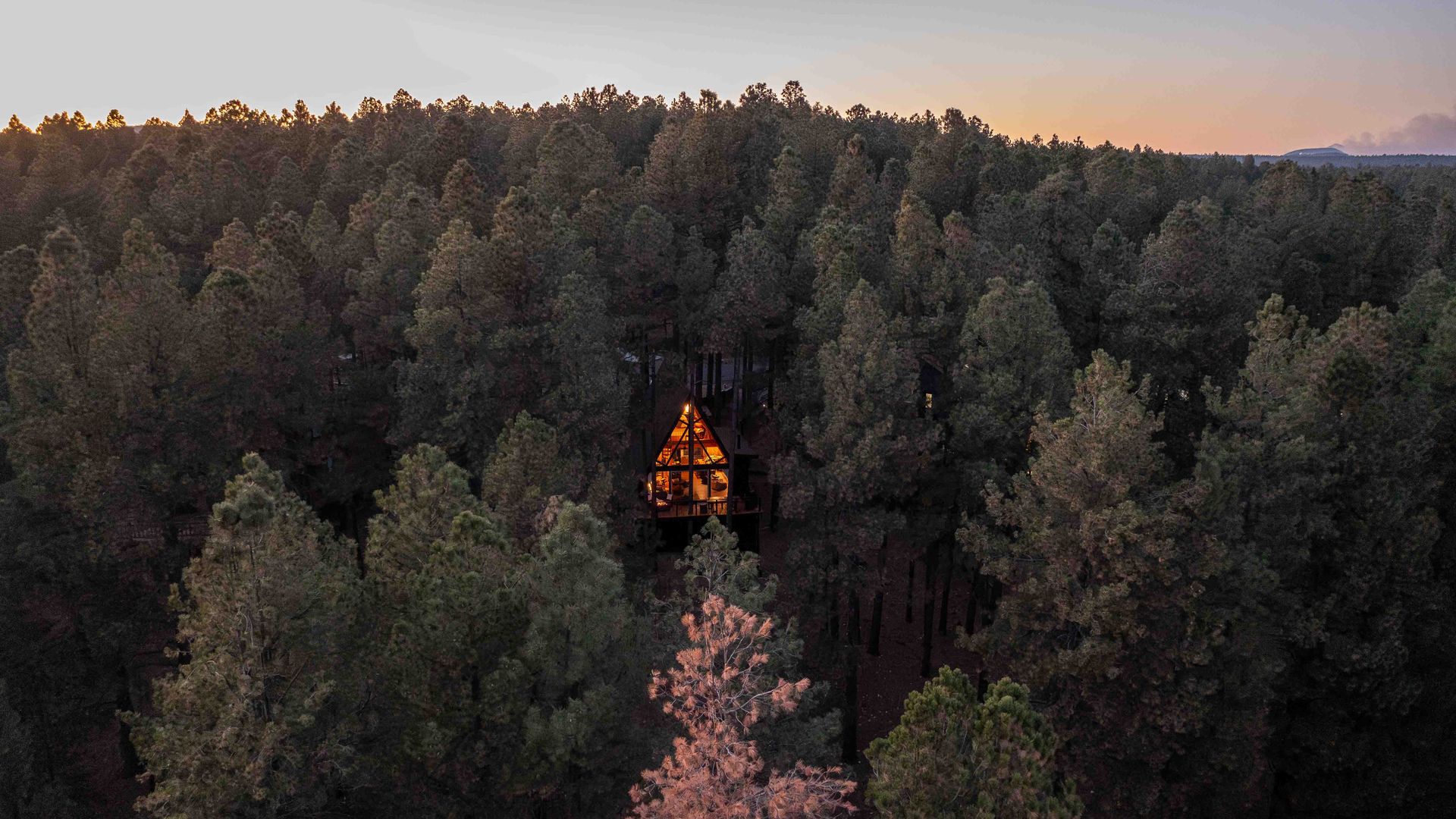 A cabin nestled in a pine tree forest.
