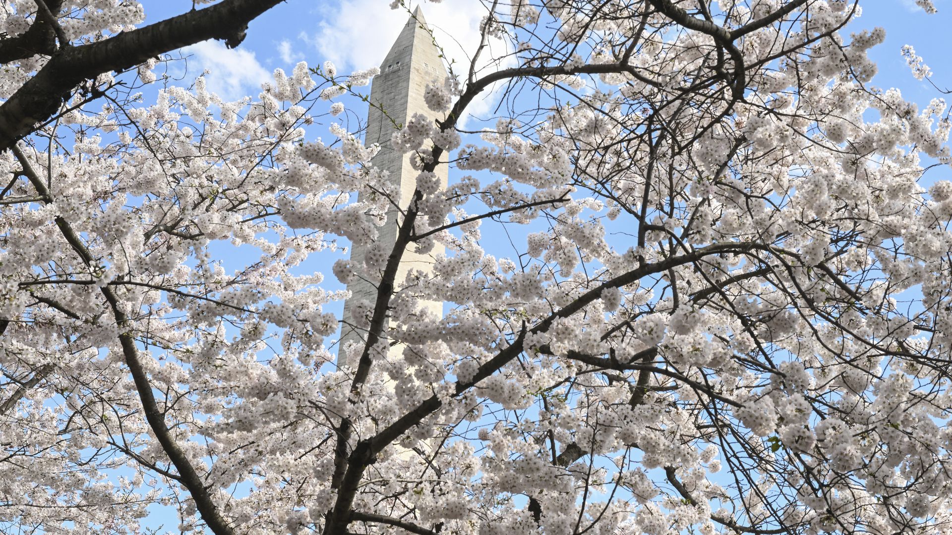 The Washington Memorial lifts above blooming Cherry trees near the tidal basin in Washington, DC, on March 17, 2024. Washington's cherry blossoms marked the second-earliest peak bloom in more than a century of records.