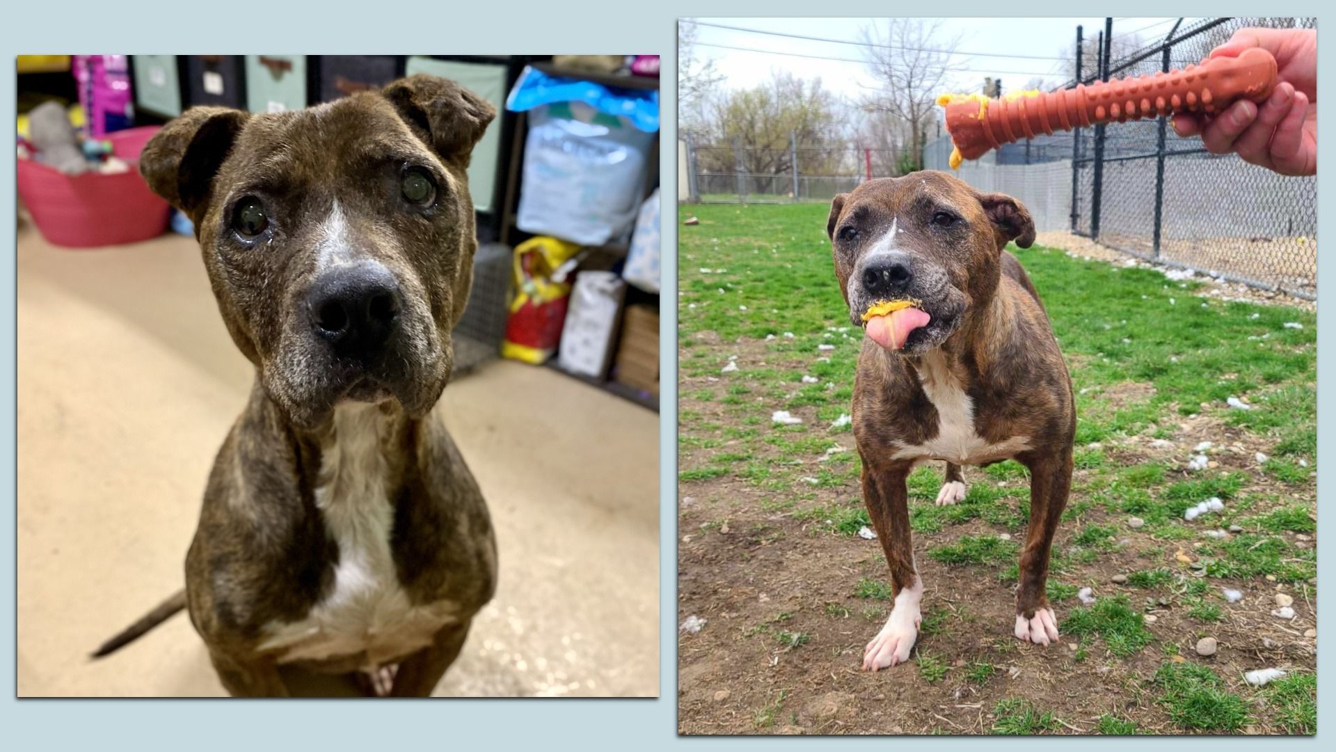 Two images of a brown and white dog with a brindle coat; left shows a close-up indoors, right shows the dog outdoors licking an orange toy held by a person.