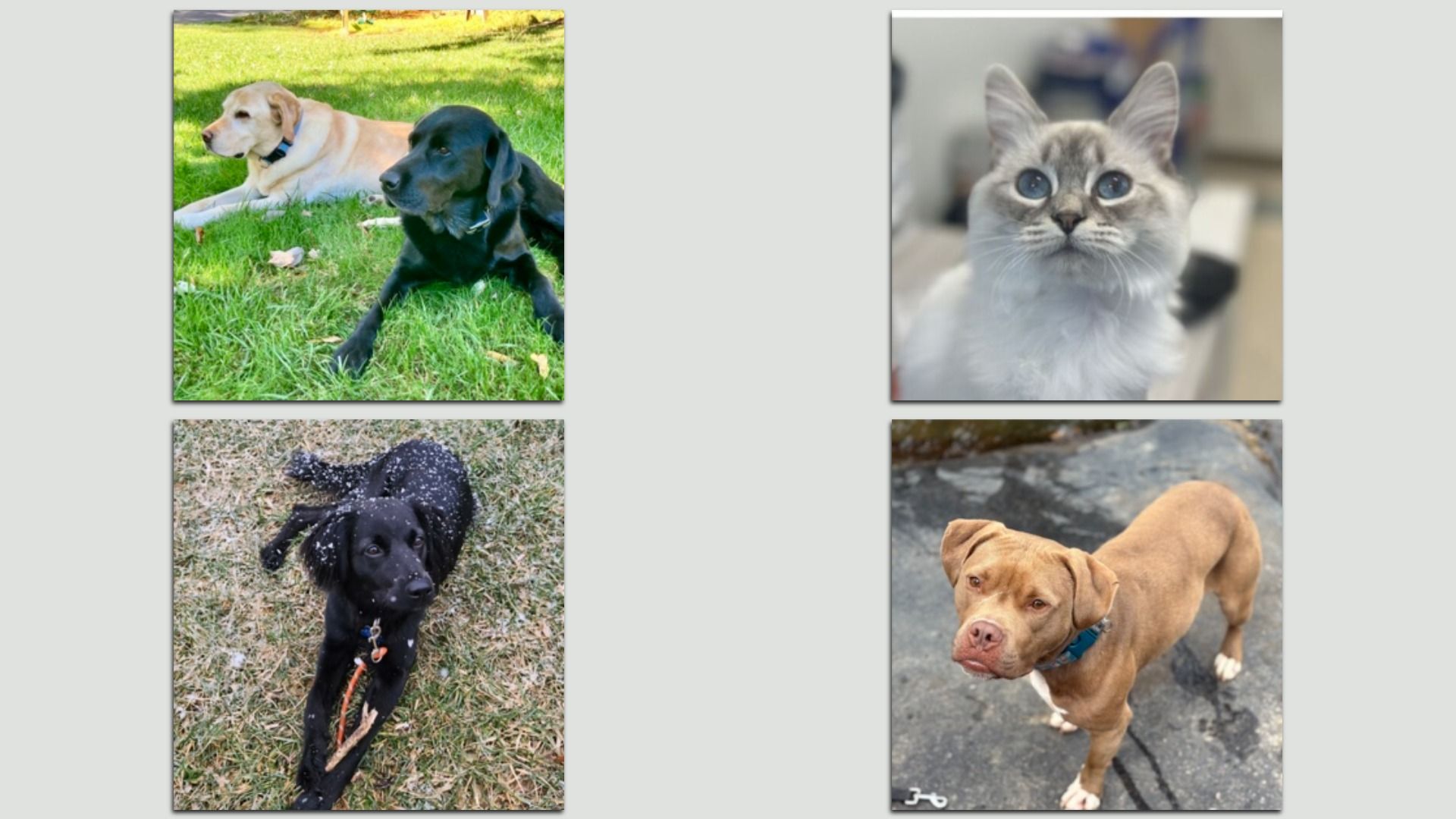 Four-photo grid: top-left shows two dogs resting on grass (yellow and black); top-right grey tabby cat; bottom-left black dog in snow; bottom-right tan dog standing on rocky ground.