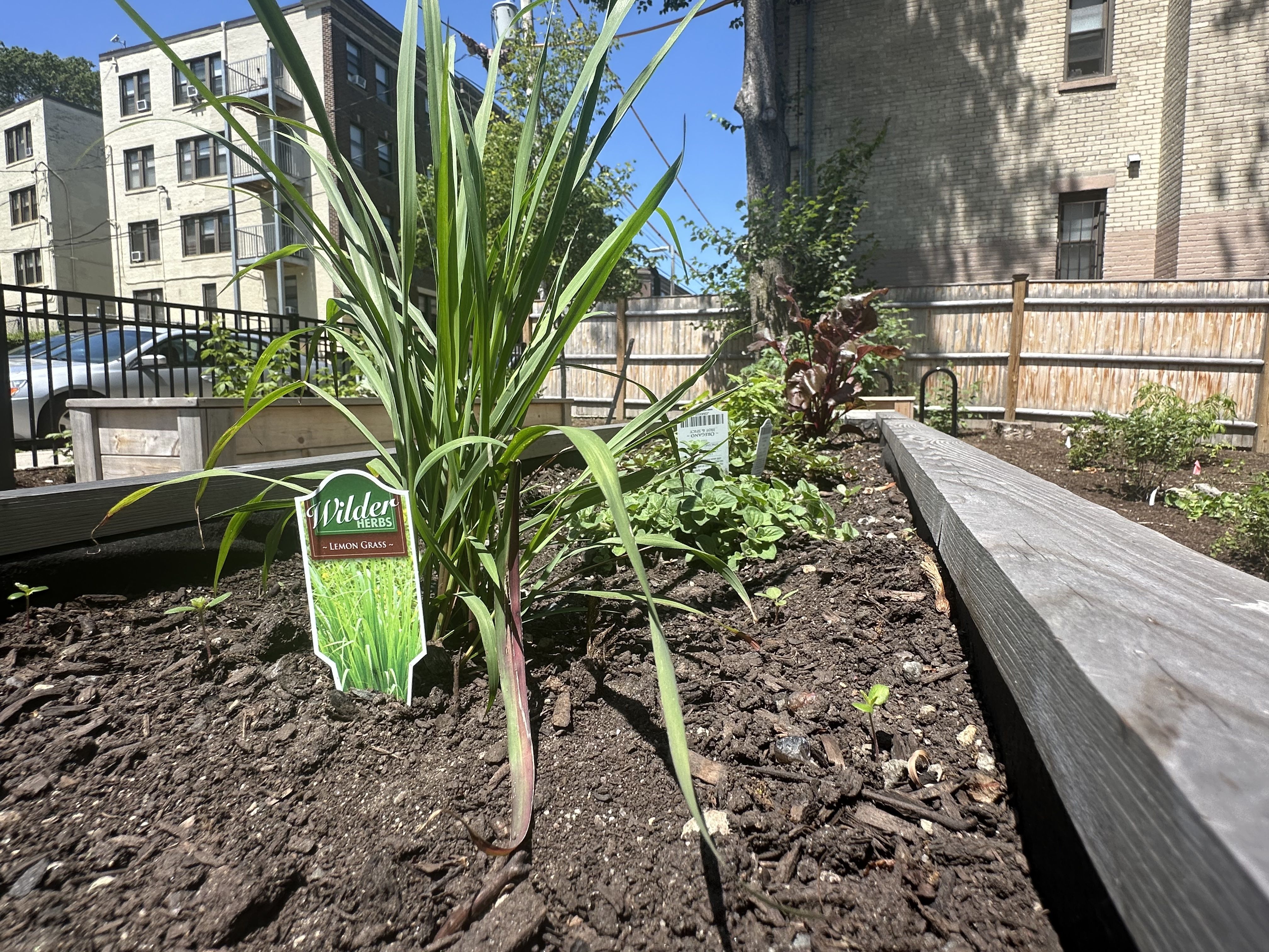 A raised bed containing recently planted lemongrass and lettuce plants in the Maple Street Food Forest in Boston's Dorchester neighborhood.