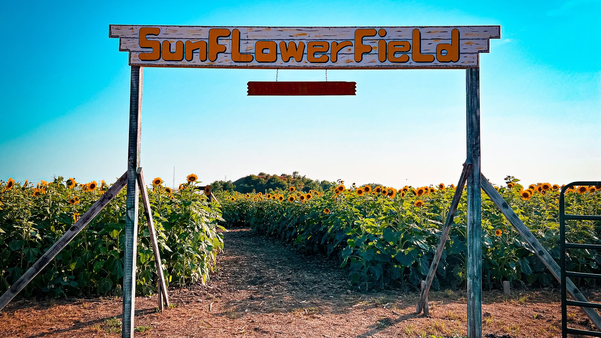 A wooden sign that says "SunFlowerField" is above a sunflower field and against a blue sky.