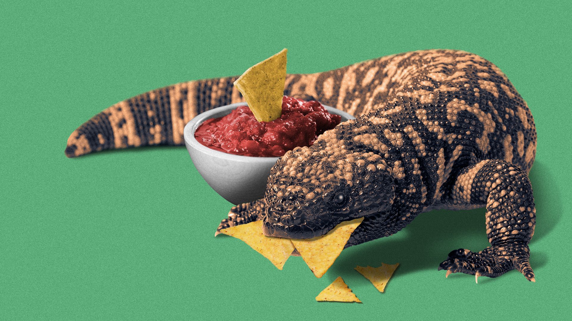 Illustration of a gila monster eating tortilla chips and salsa.