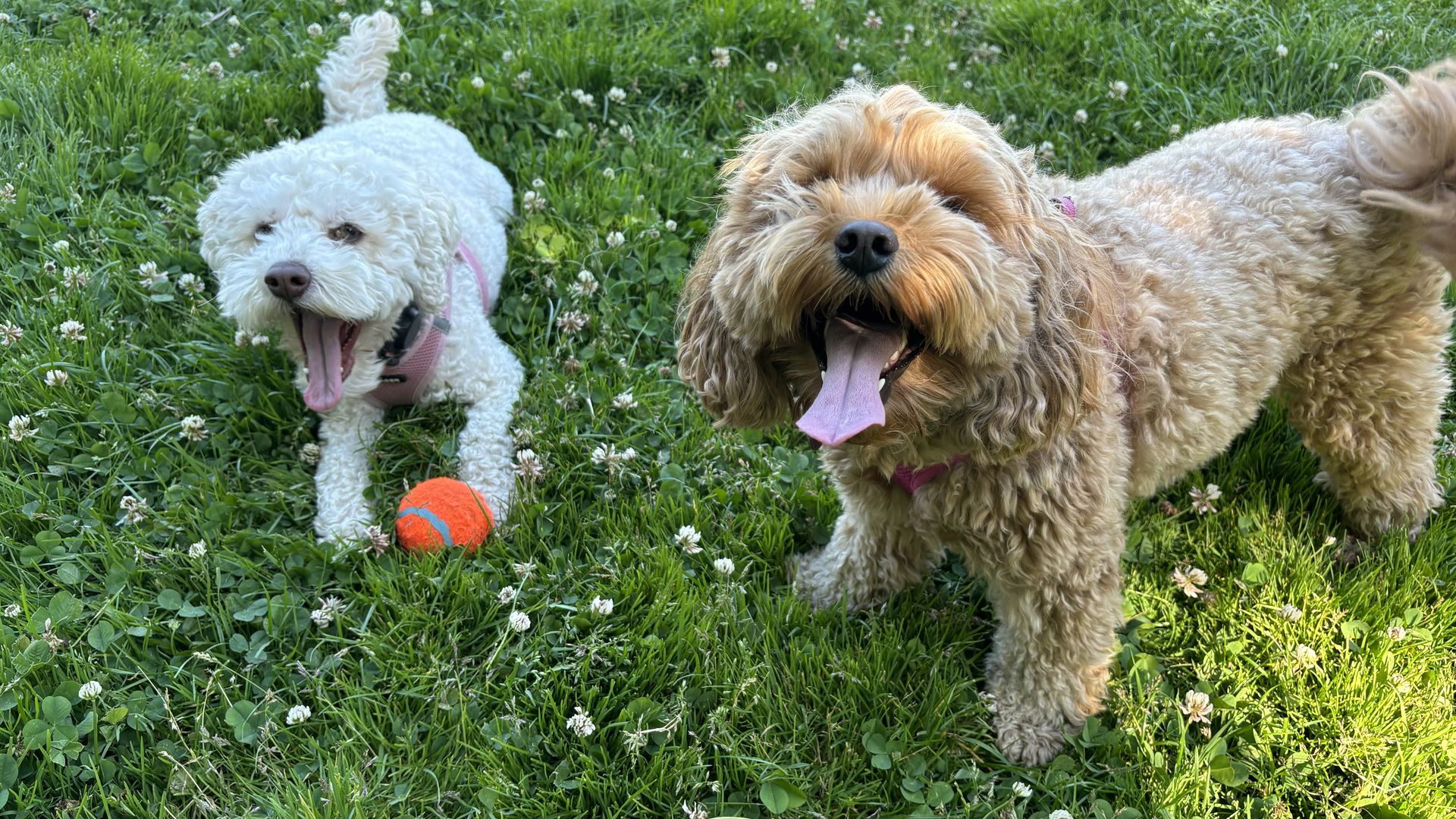 Two happy small dogs, one white and one light brown, panting with tongues out on green grass with white clover flowers. An orange tennis ball lies near the white dog.