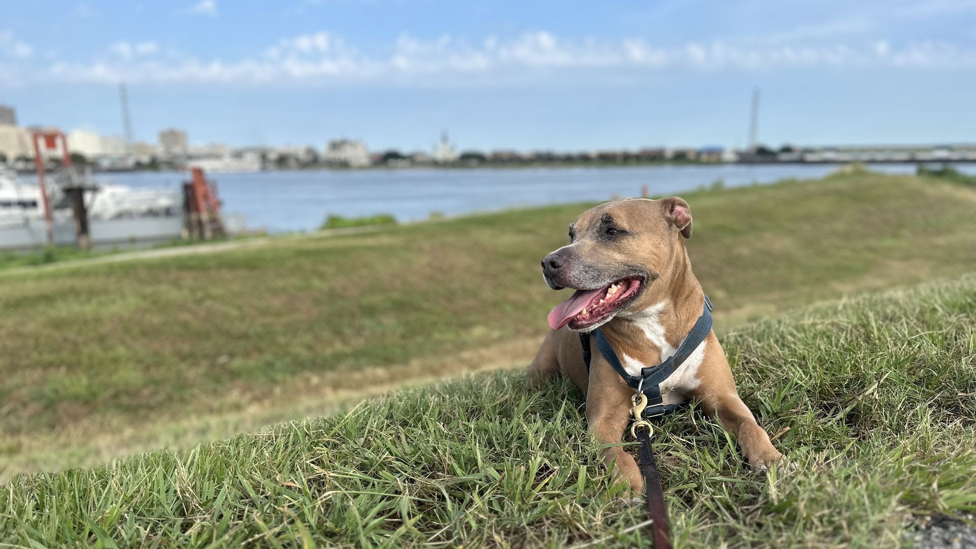 Brown dog with a blue harness lying on green grass near a body of water, with buildings and a clear blue sky in the background.