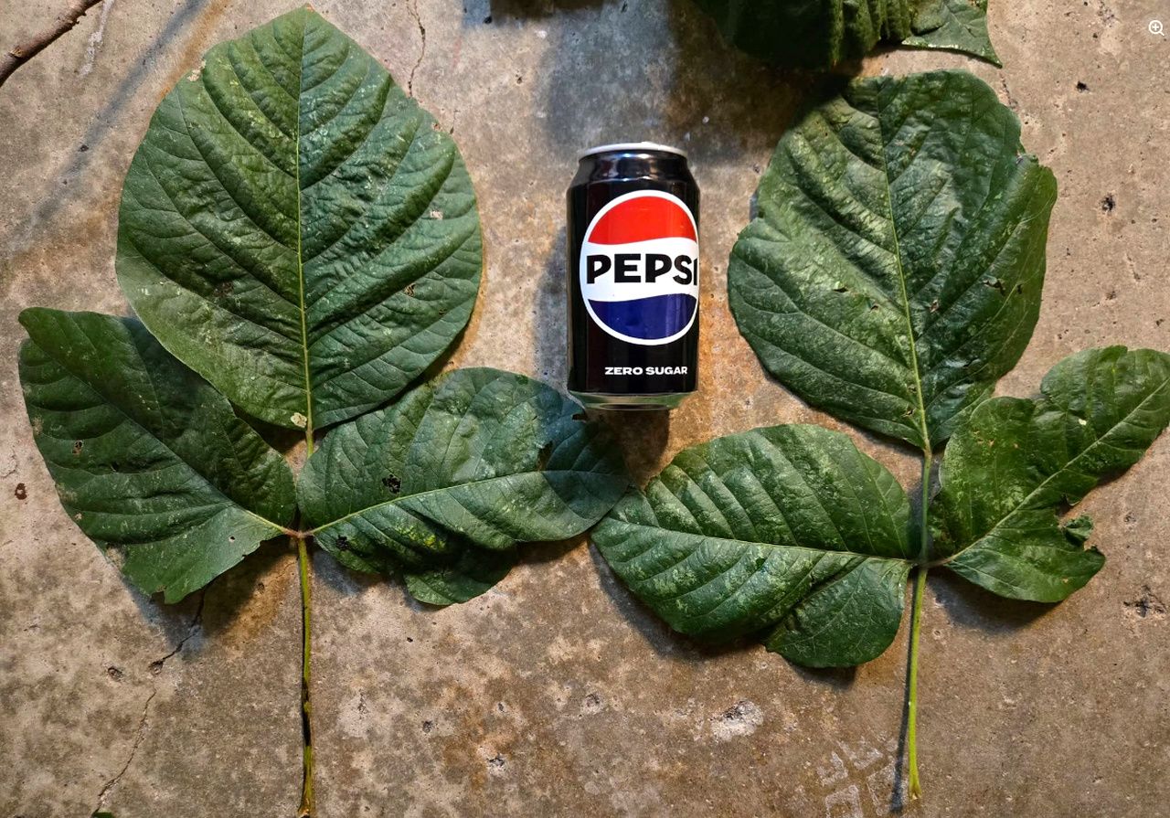 A Pepsi Zero Sugar can sits on a rough concrete surface, centered between two large, dark-green compound leaves with prominent veins.