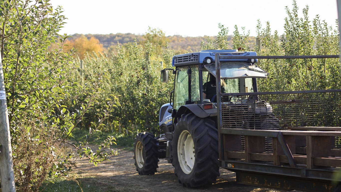 Wilson's Orchard sees earliest Honeycrisp crop