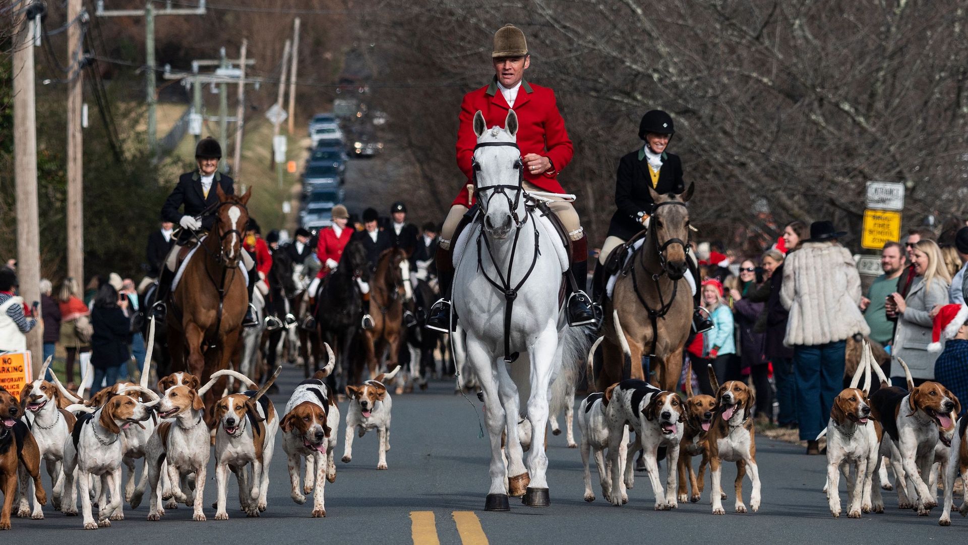 A hunter wearing a red coat on a white horse trots down a street surrounded by hunting dogs