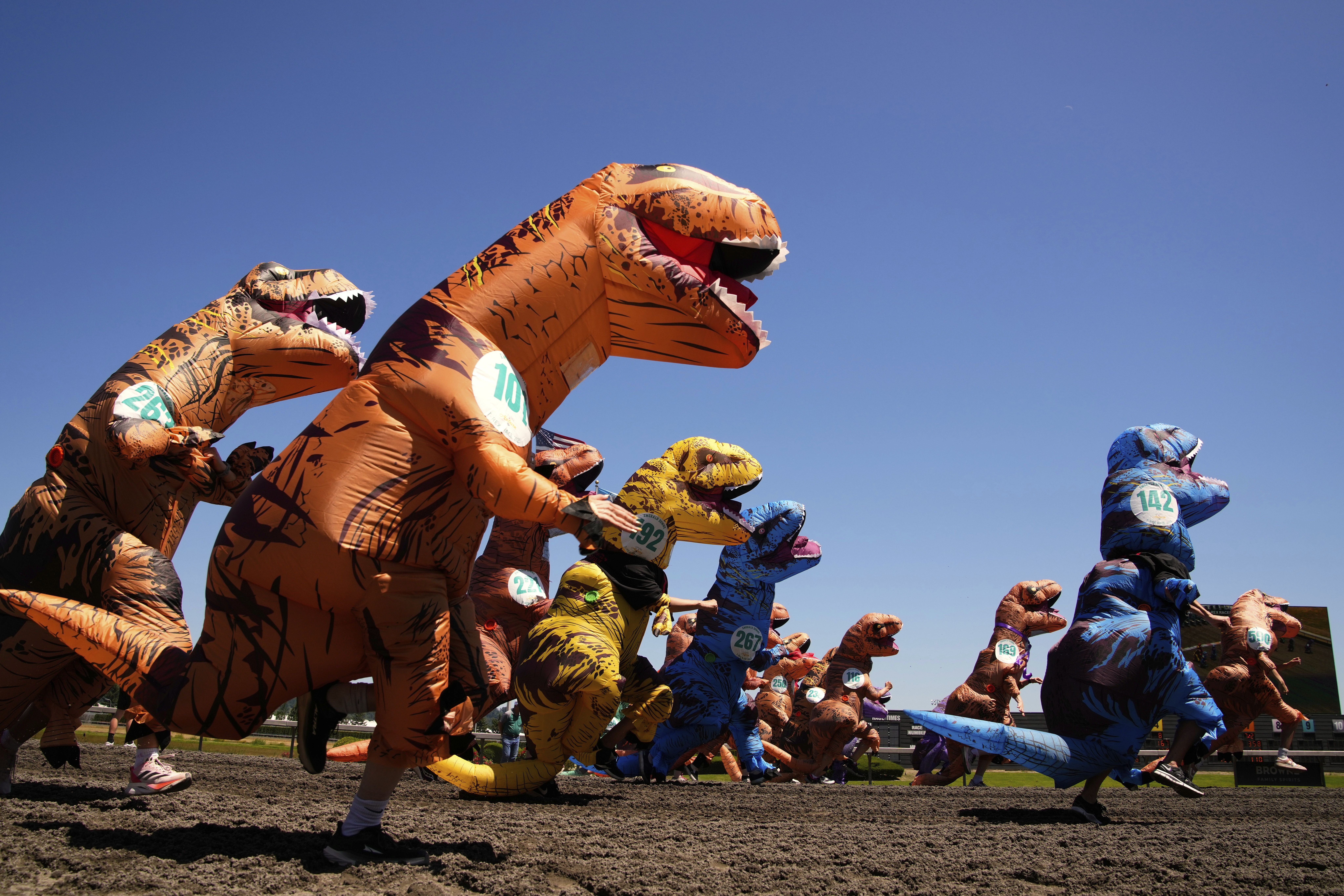 acers participate in a preliminary heat during the "T-Rex World Championship Races" at Emerald Downs, Sunday, June 29, 2025, in Auburn, Wash. (AP Photo/Lindsey Wasson)