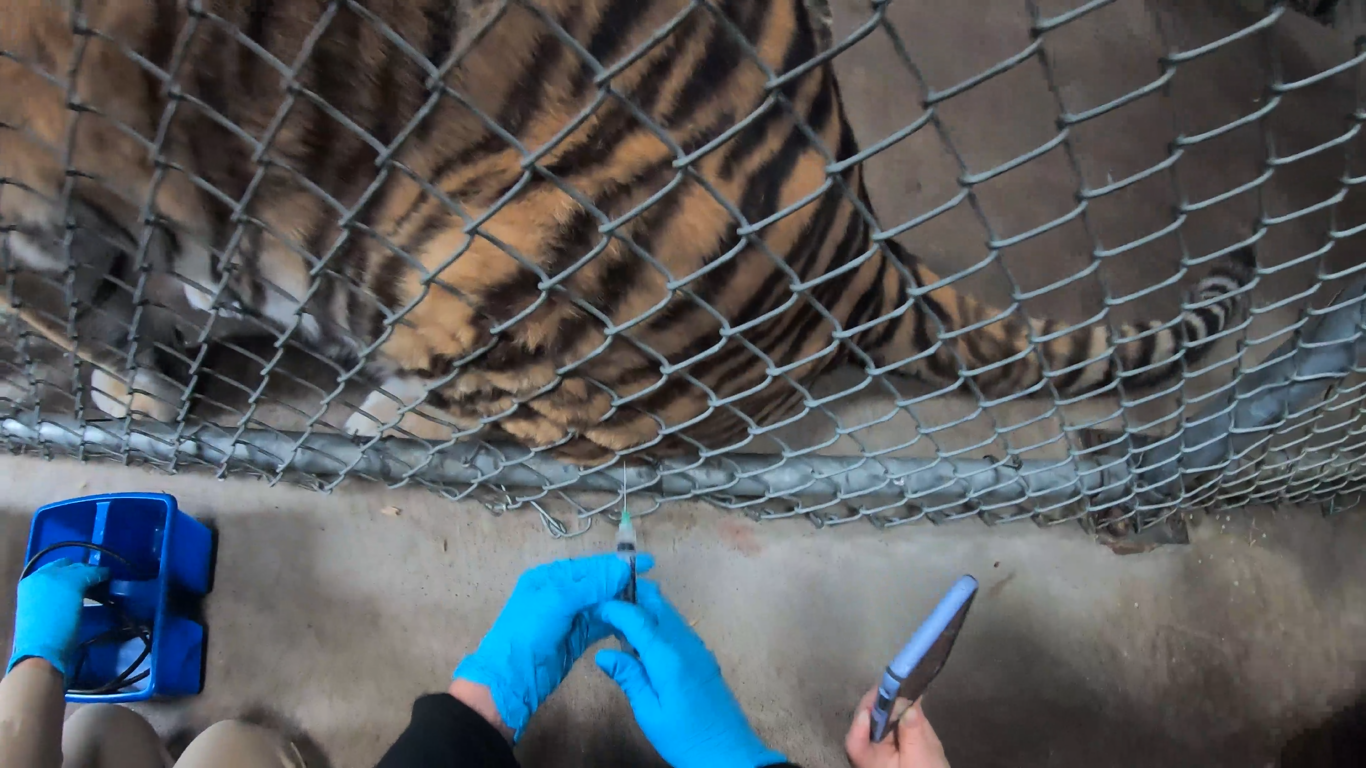 Through protective contact, tigers are trained to voluntarily present themselves for minor medical procedures, including vaccinations