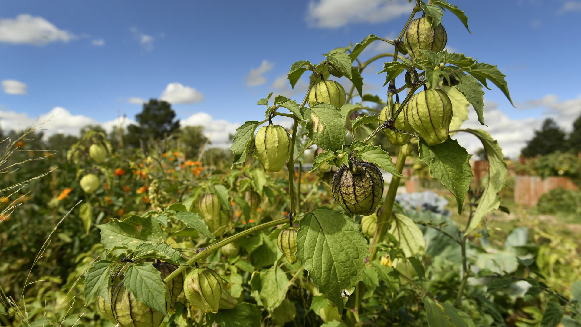 Tomatillos grows an urban farm in Denver. Photo: Helen H. Richardson/Denver Post via Getty Images