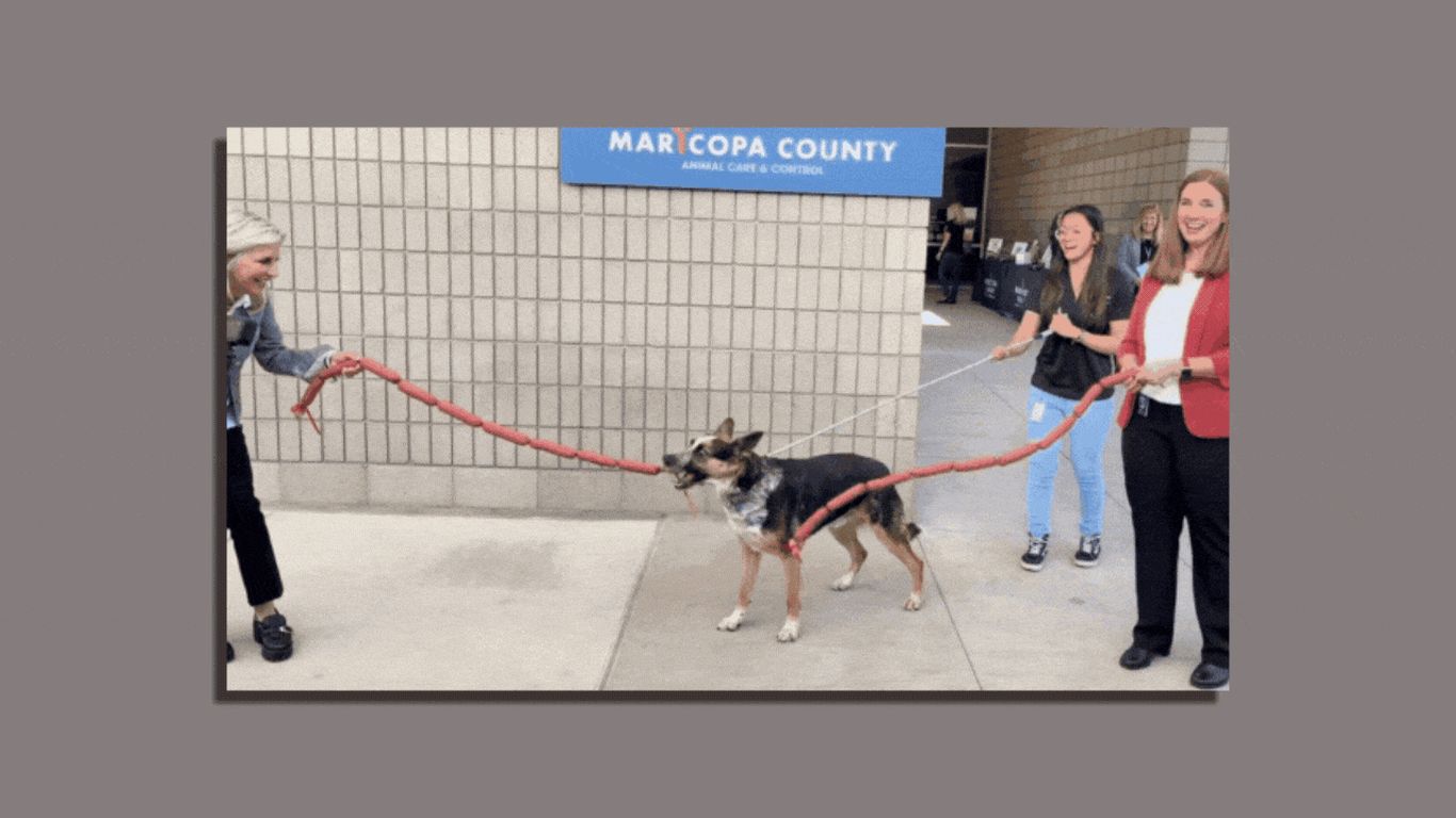 Maricopa County opens new East Valley animal shelter Axios Phoenix