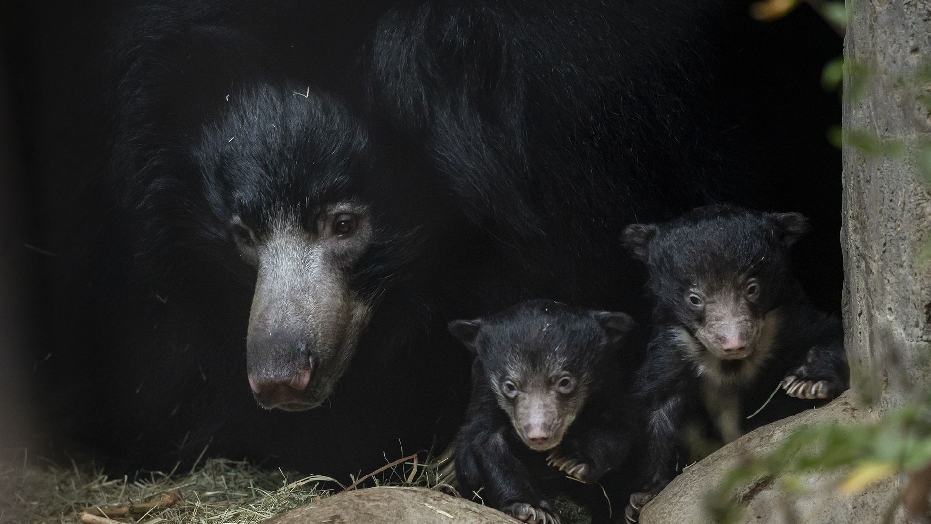 Sloth bear cubs