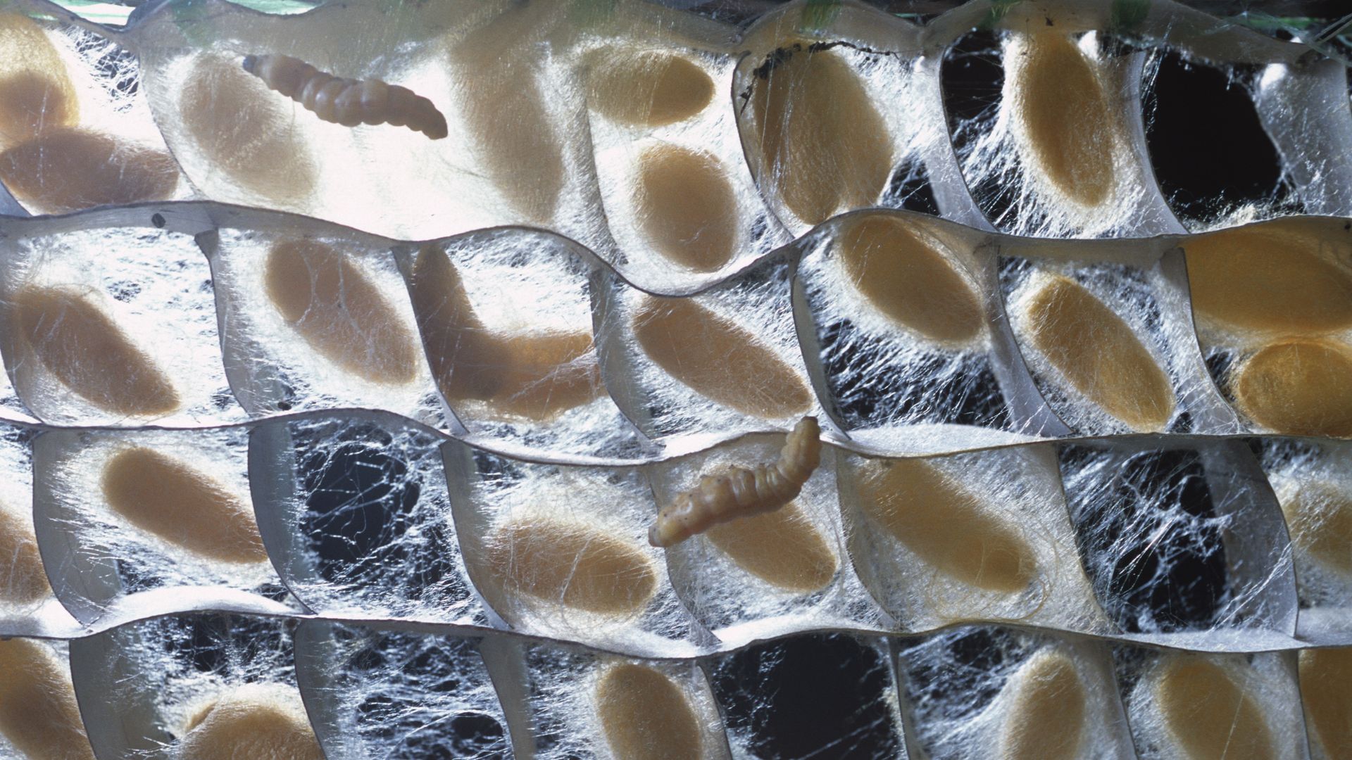 Silkworm tray photo