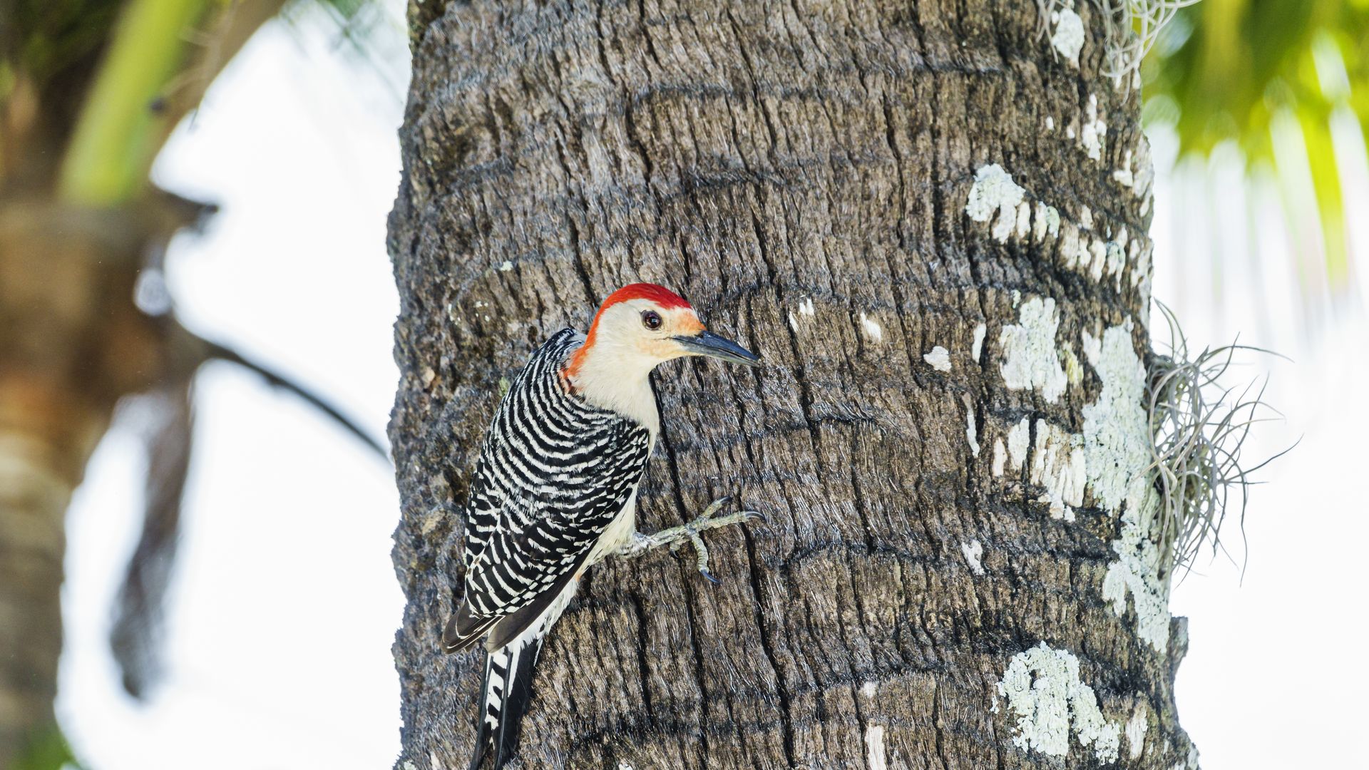 A bird with black-and-white patterned wings and a red head poses on a palm tree's bark. 