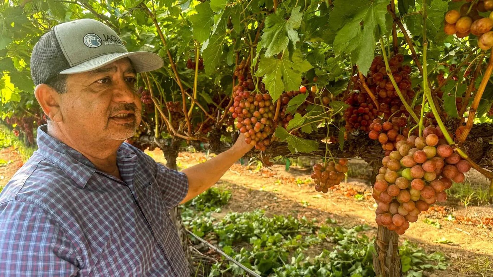 Joe Garcia of Jaguar Farm Labor Contracting walks the vineyards in Lamont, Calif. 