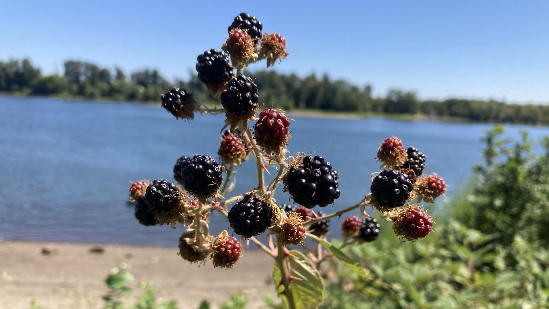 A stem of a wild blackberry bush laden with black and red berries with a river in the background.