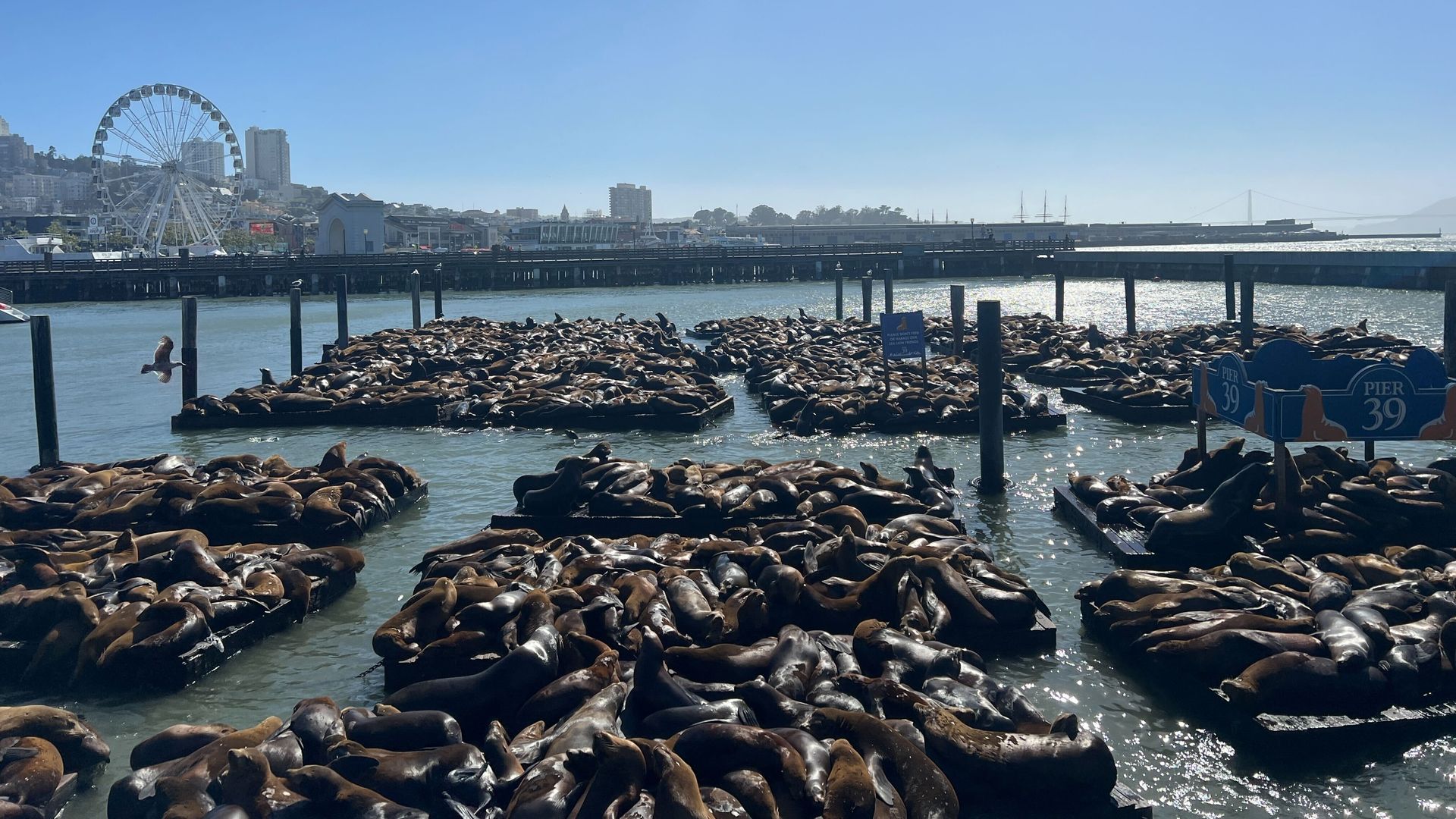 Photo of hordes of sea lions lying on piers