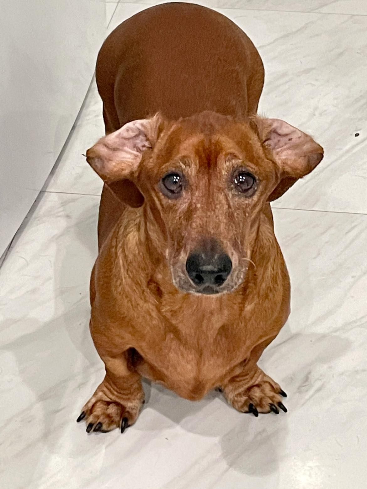 Chuck, the adorable dachshund with his ears flipped out