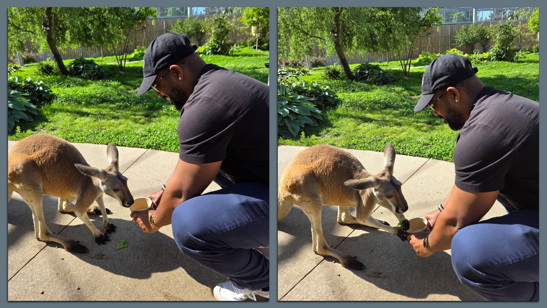 Two-panel photo of a man in a black cap and T-shirt kneeling on a sunny concrete path, feeding a kangaroo; bright green garden with trees and leafy plants in the background.