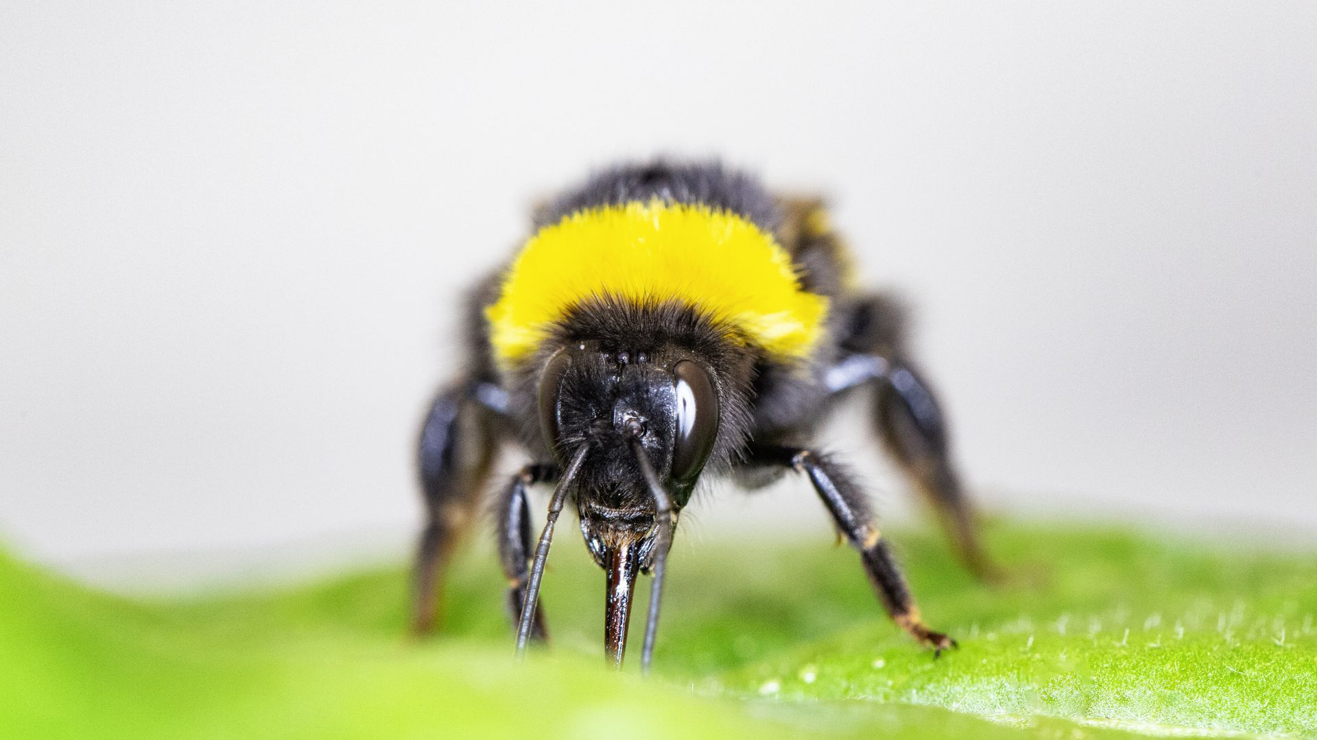 A bumblebee worker damaging a plant leaf. 