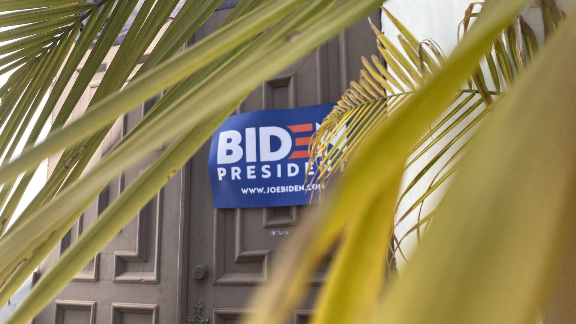 A Biden for President sign through the leaves of a palm tree