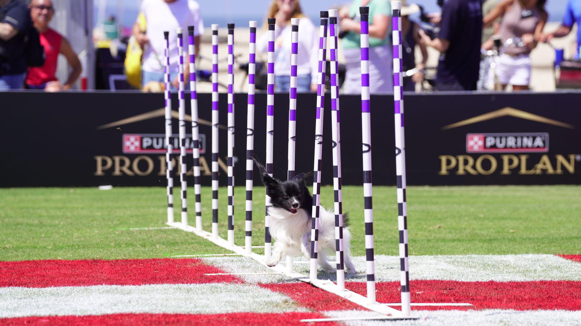 Primo, a black and white papillon dog, dodges through black, white and purple poles on an obstacle course