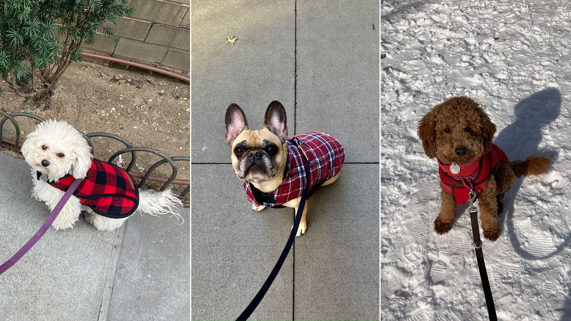 Three little dogs in fancy sweaters.
