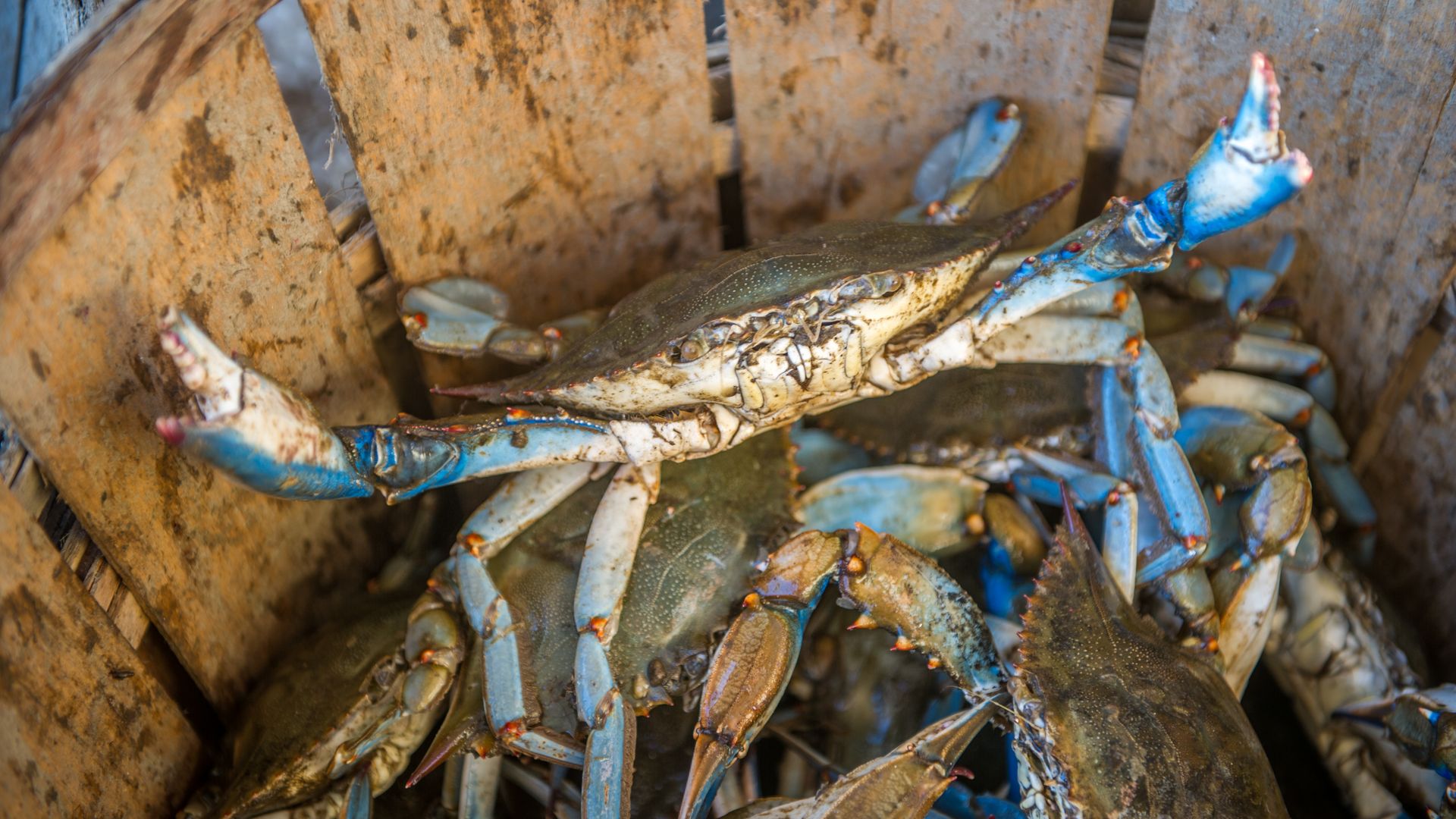 Maryland blue crabs in a bucket.