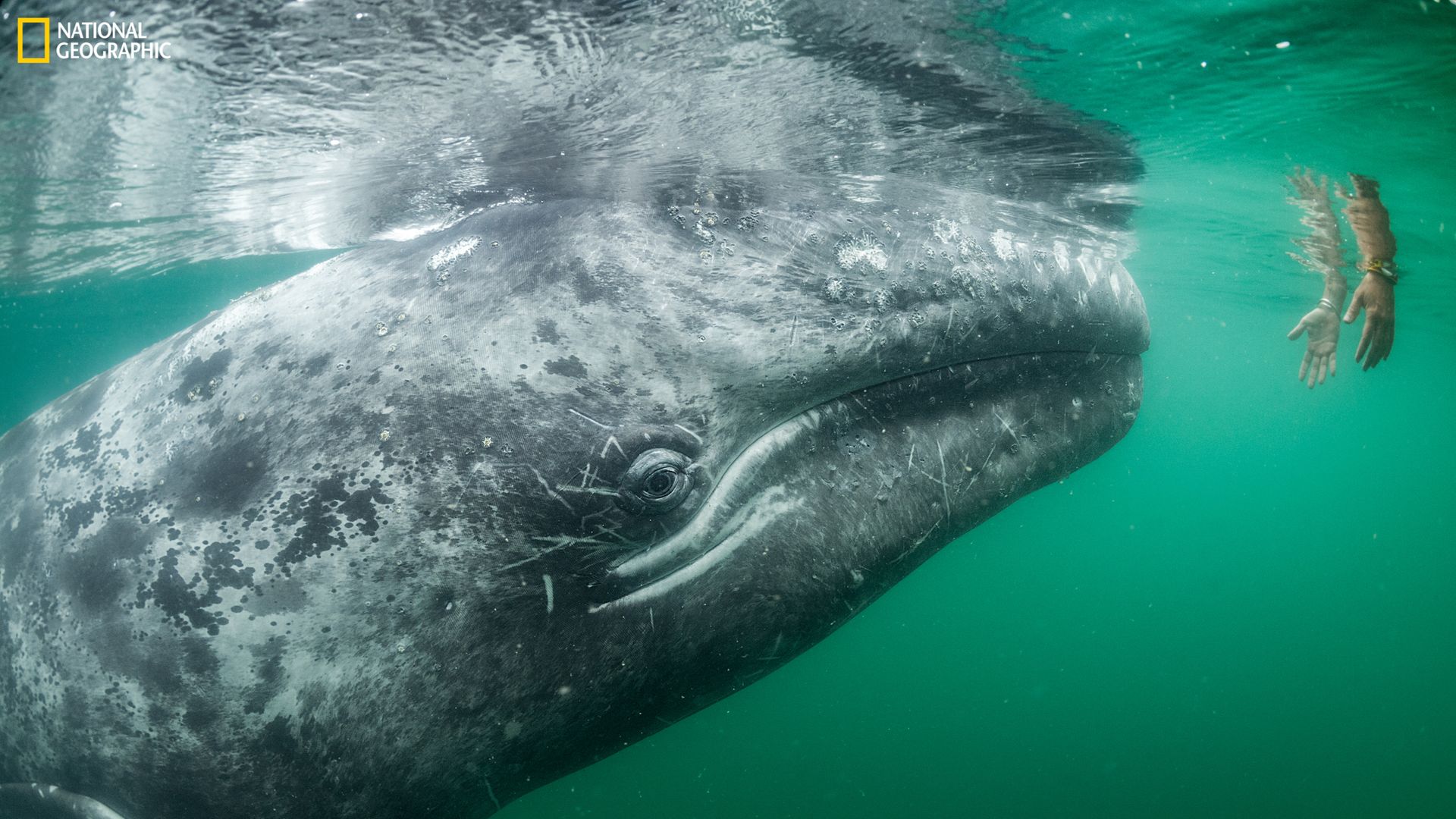 A gray whale swims near the surface, its eye visible, as a human's outstretched hands reach gently toward it through the water.