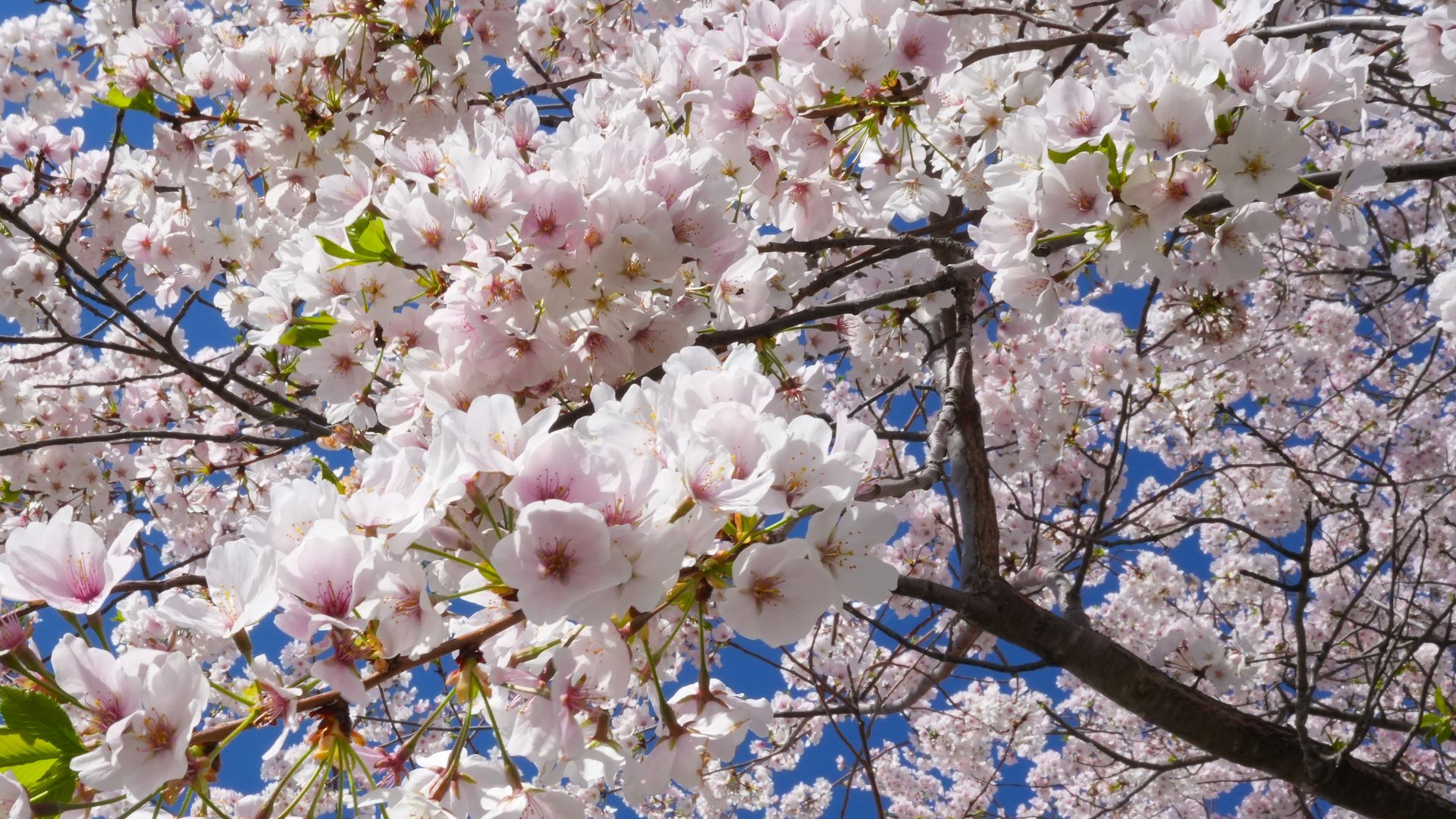 Close-up of white and pale pink cherry blossoms on tree branches against a clear blue sky with some green leaves visible.