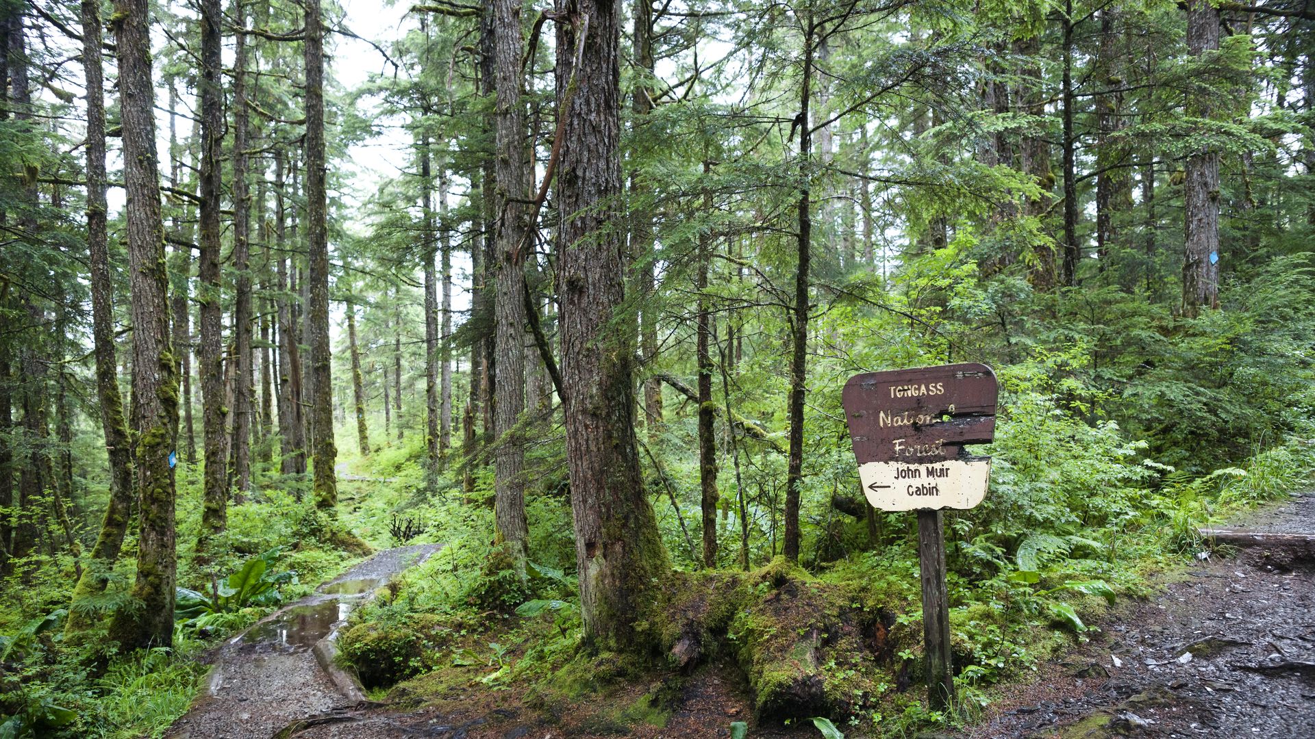 A trail from Tongass National Forest.
