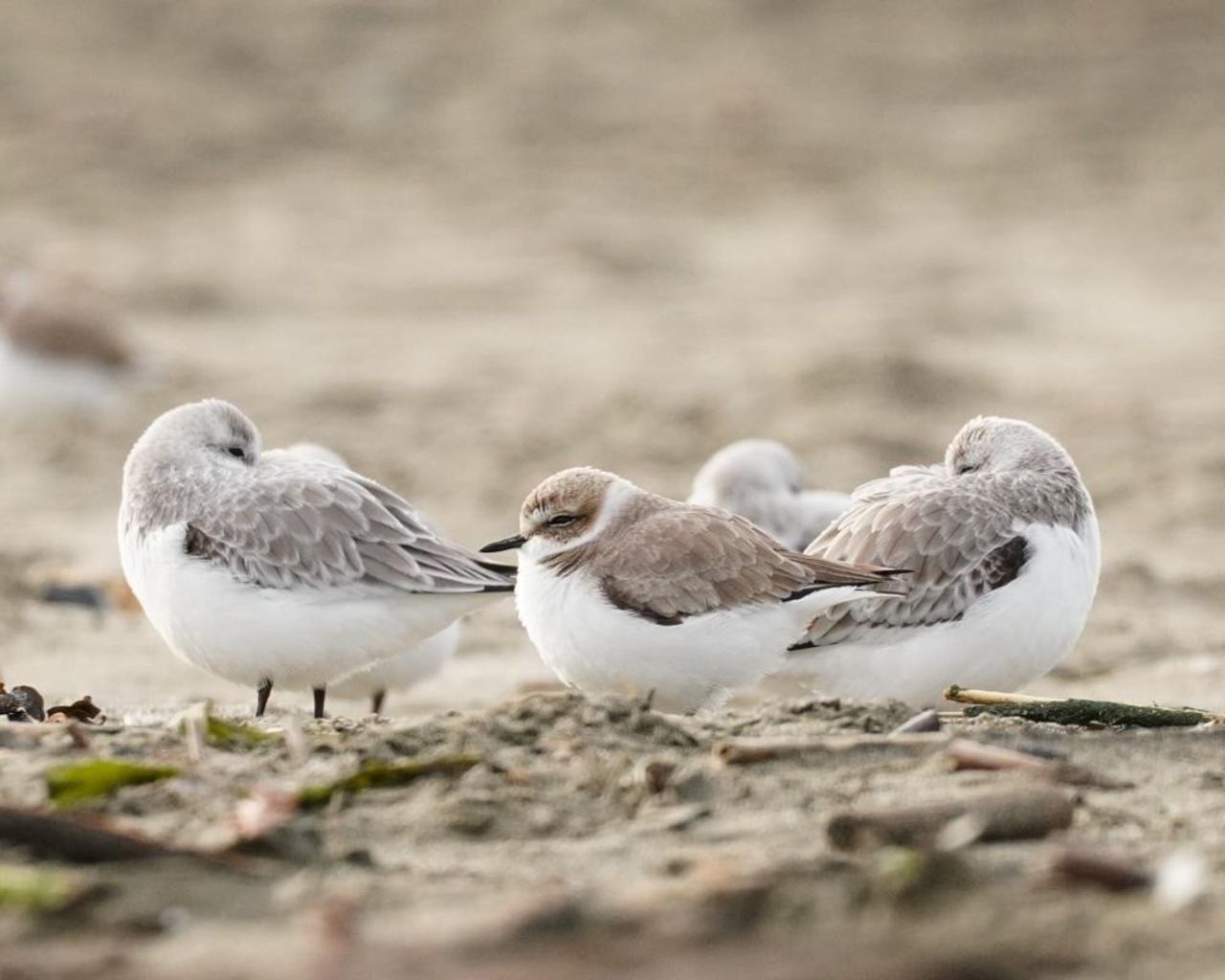 Three small grey and white shorebirds stand on a sandy beach, some with heads tucked, as a muted background and driftwood create a calm scene.