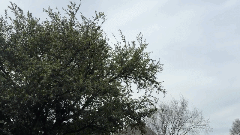 A large leafy tree dominates the left foreground, with smaller bare branches on the right, set against a pale gray, overcast sky.