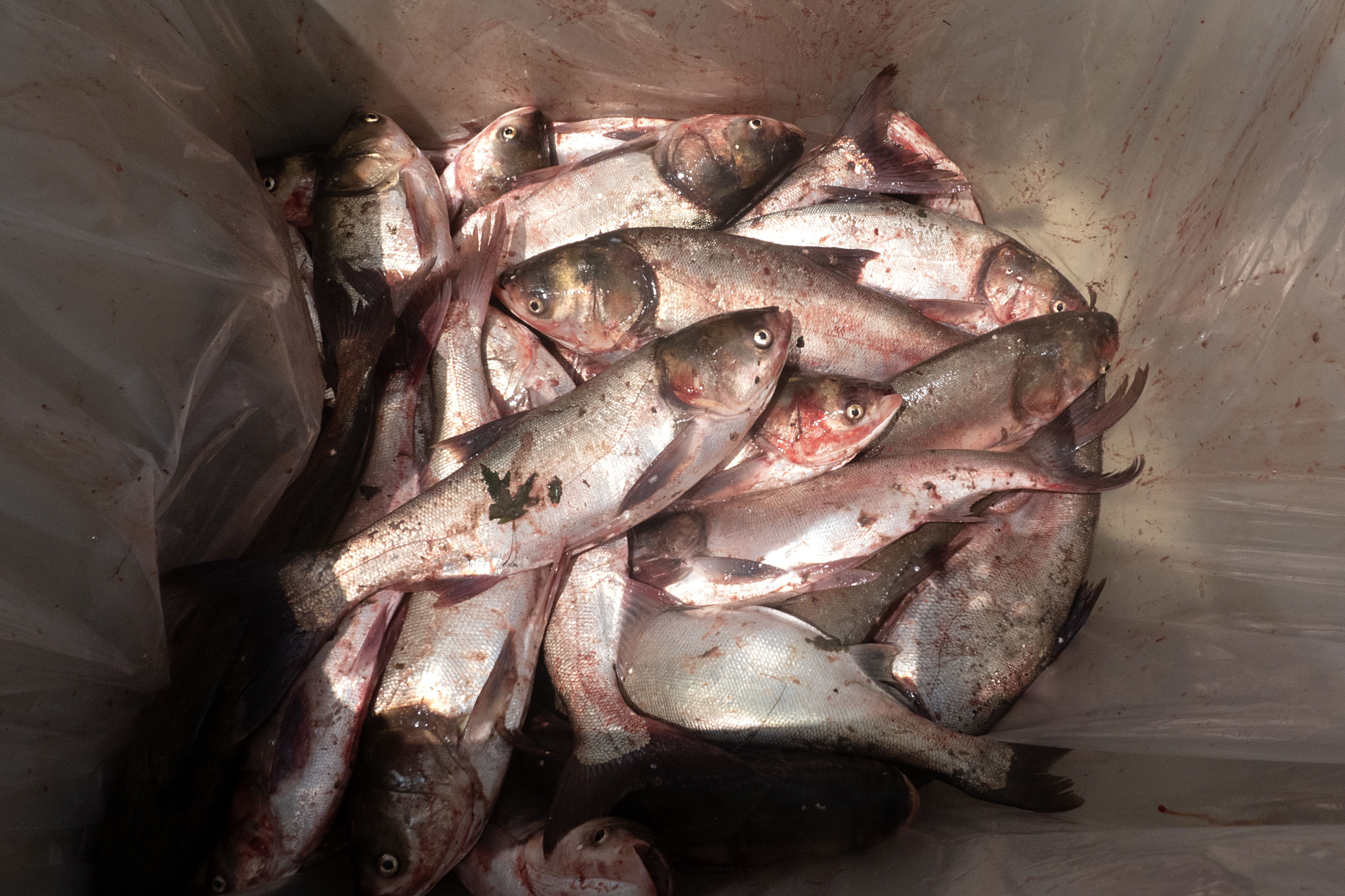 マッカラム 6'3 McCALLUM Gypsy Fish Gypsy Fish A Jeff McCallum