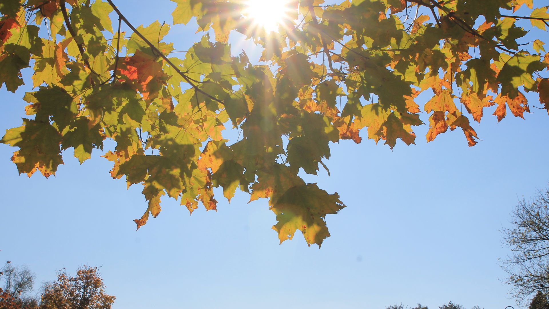 Sunlight shines between a tree's leaves, with a pop of fall color