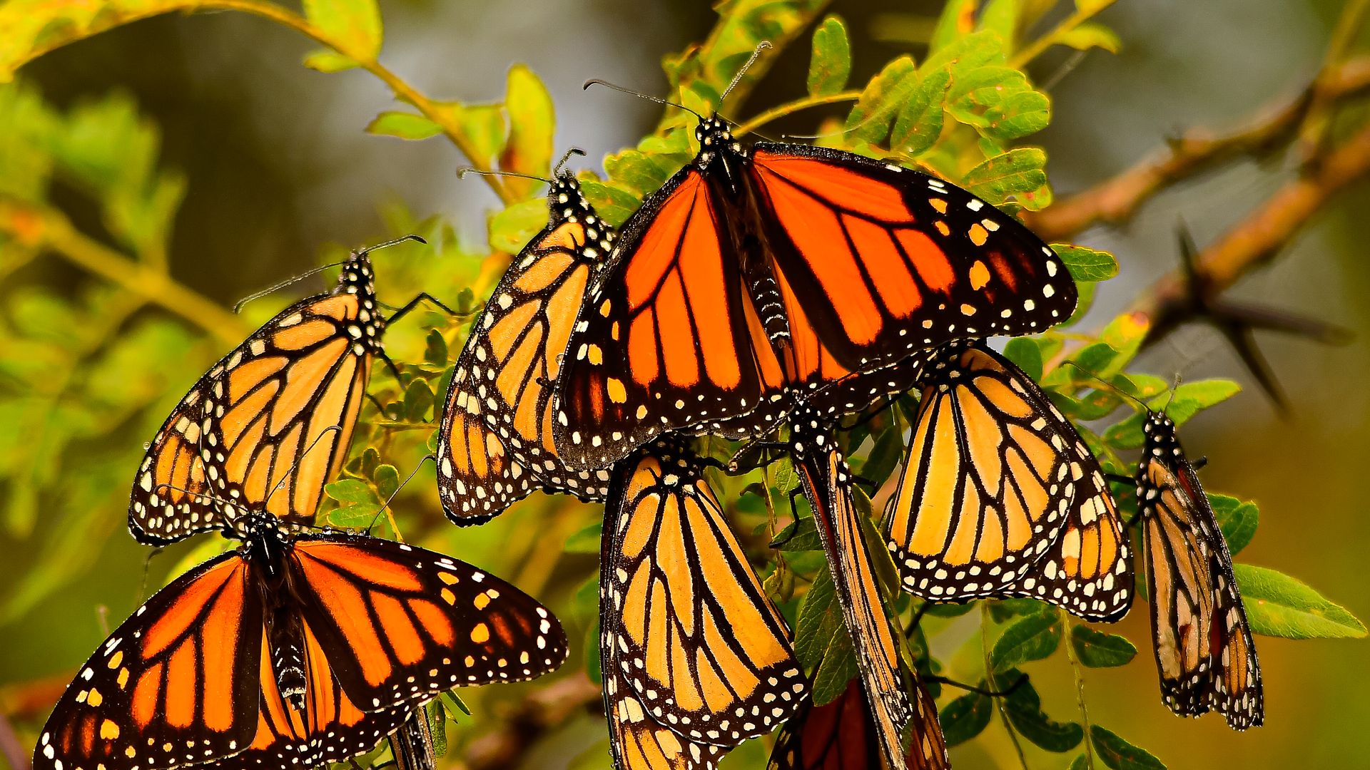 Monarch butterflies