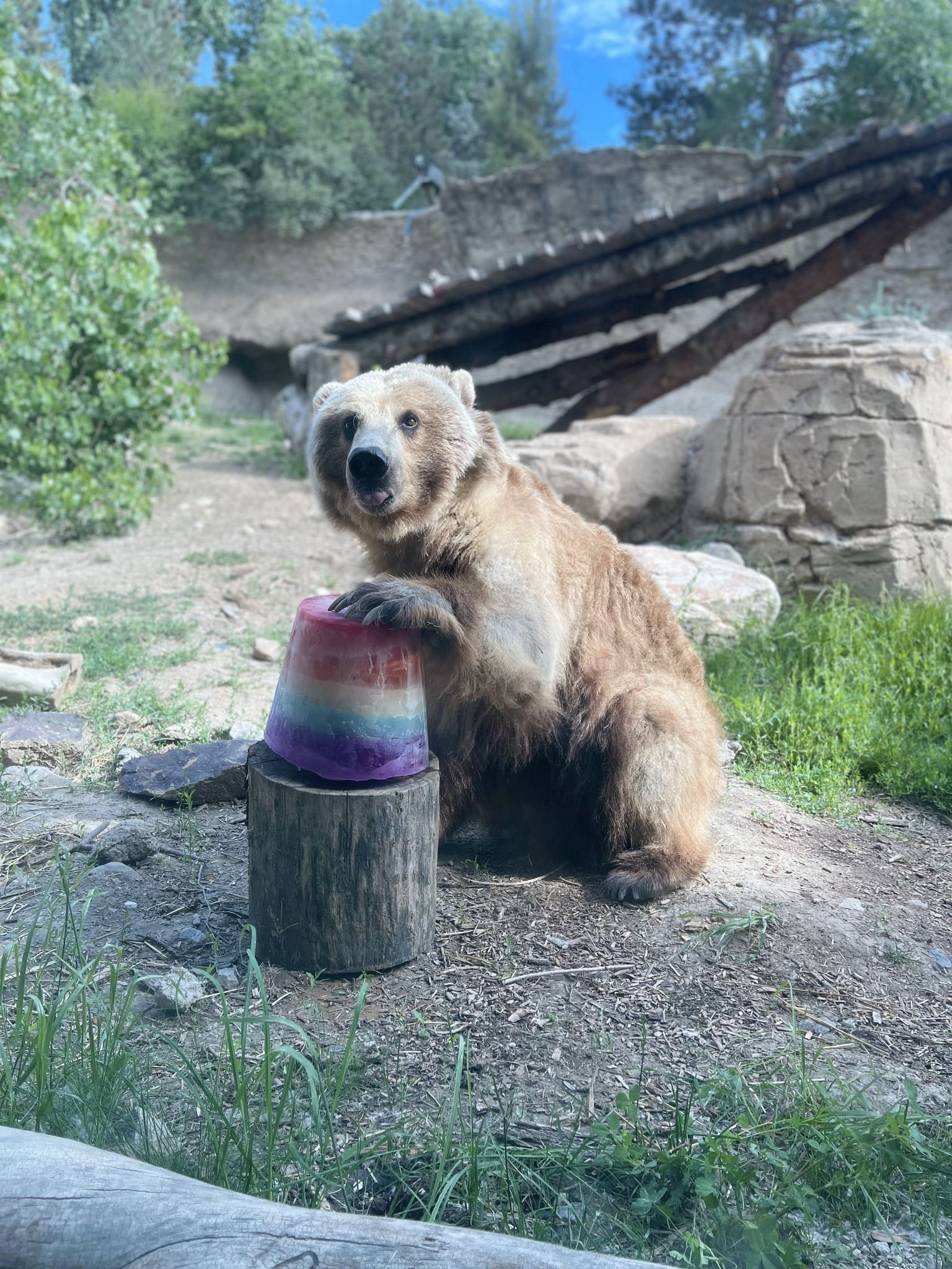 The weird, wild ways Denver's zoo helps animals beat the heat - Axios ...