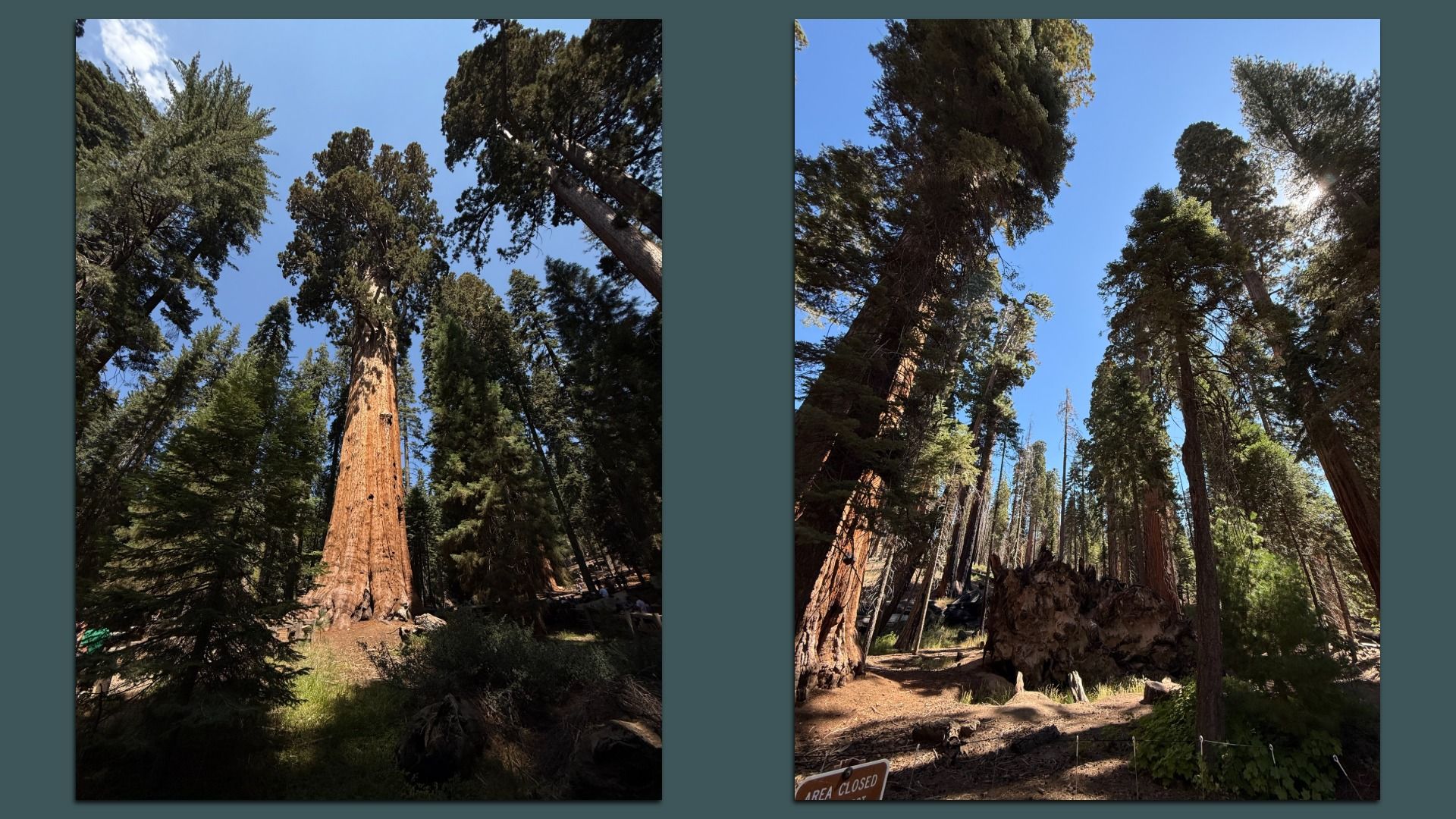 Two photos of a forest with towering sequoia trees under a bright blue sky. Sunlight filters through the dense green foliage. One image shows a large tree stump.