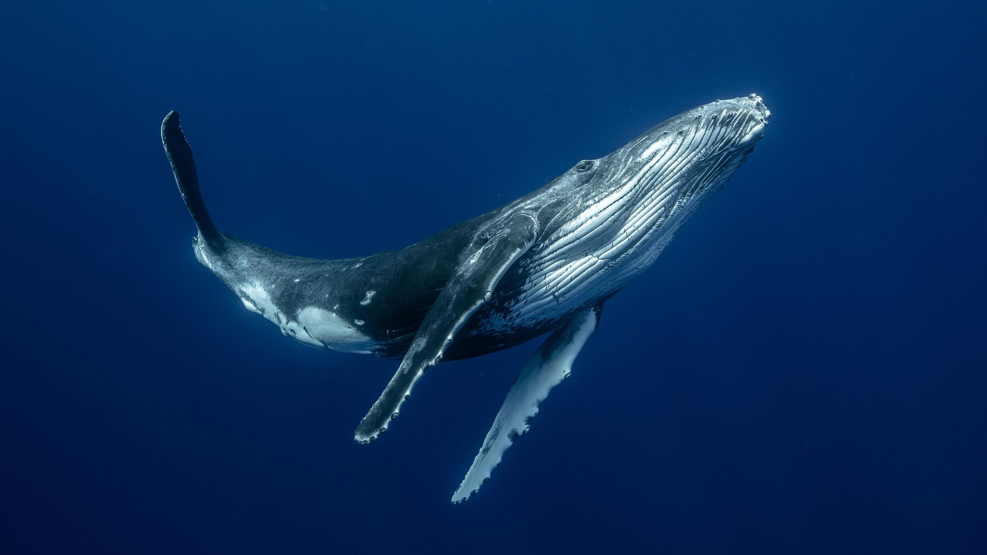 Humpback whale